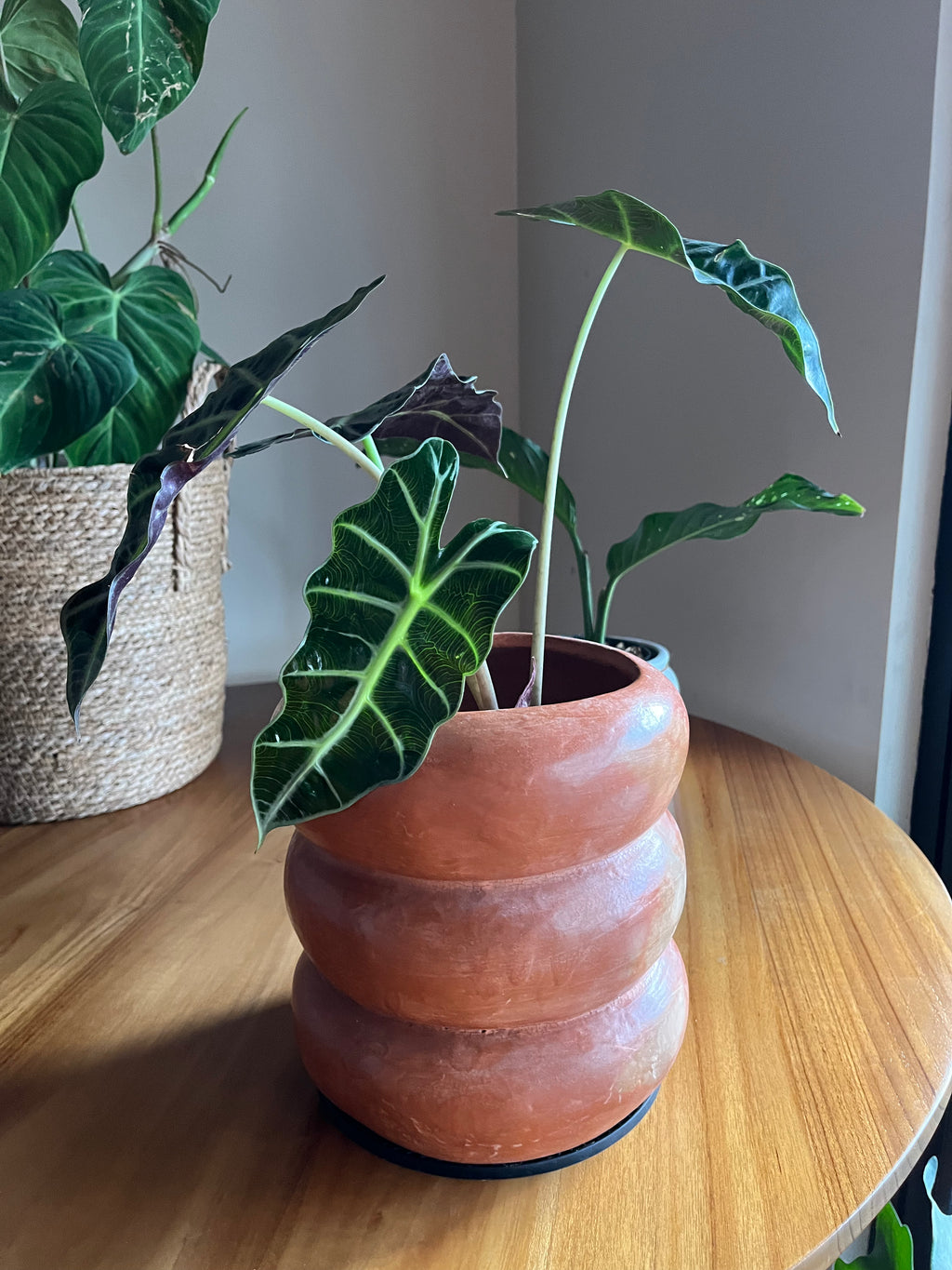 Alocasia Amazonica