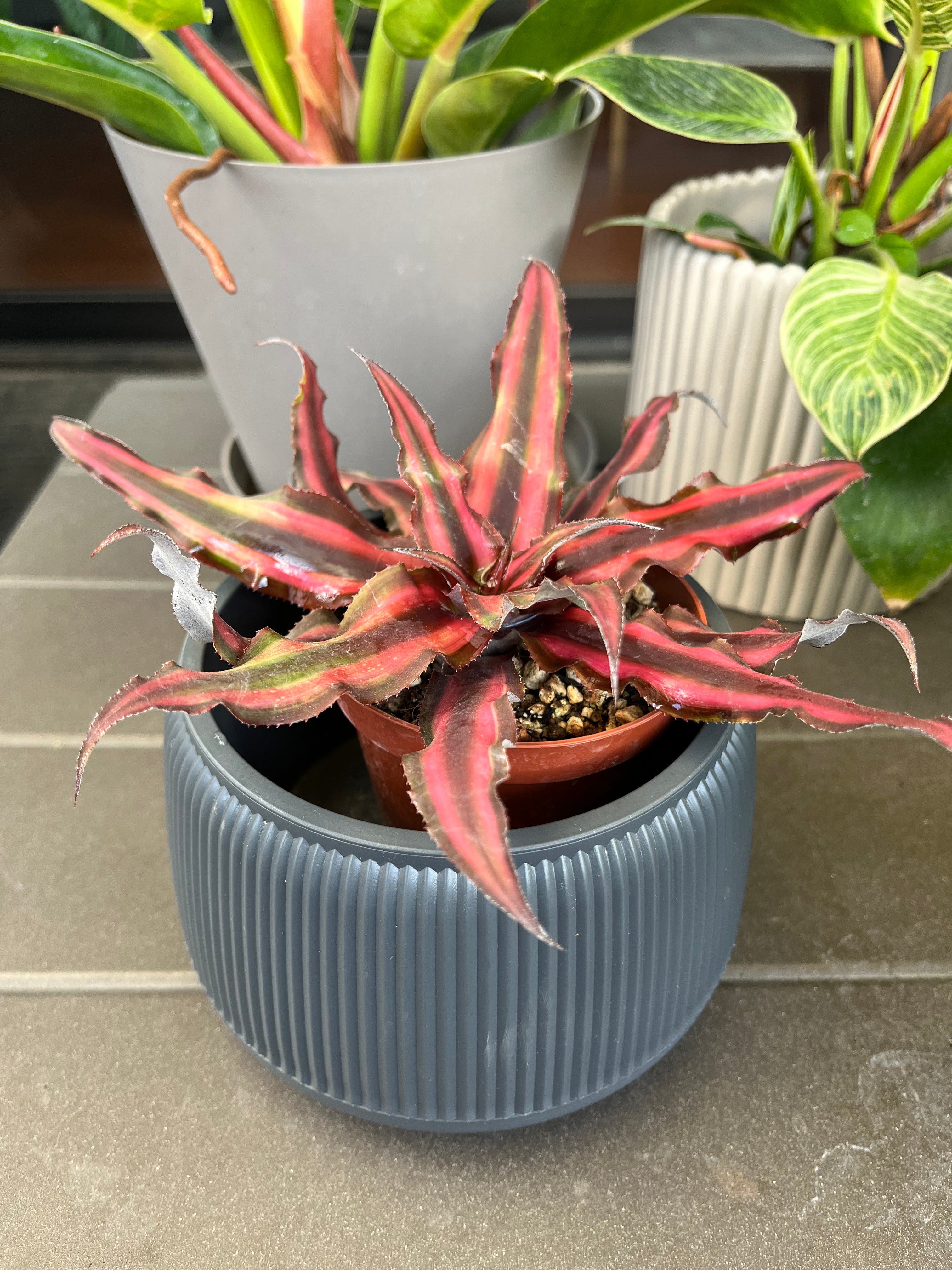 Crypanthus red star