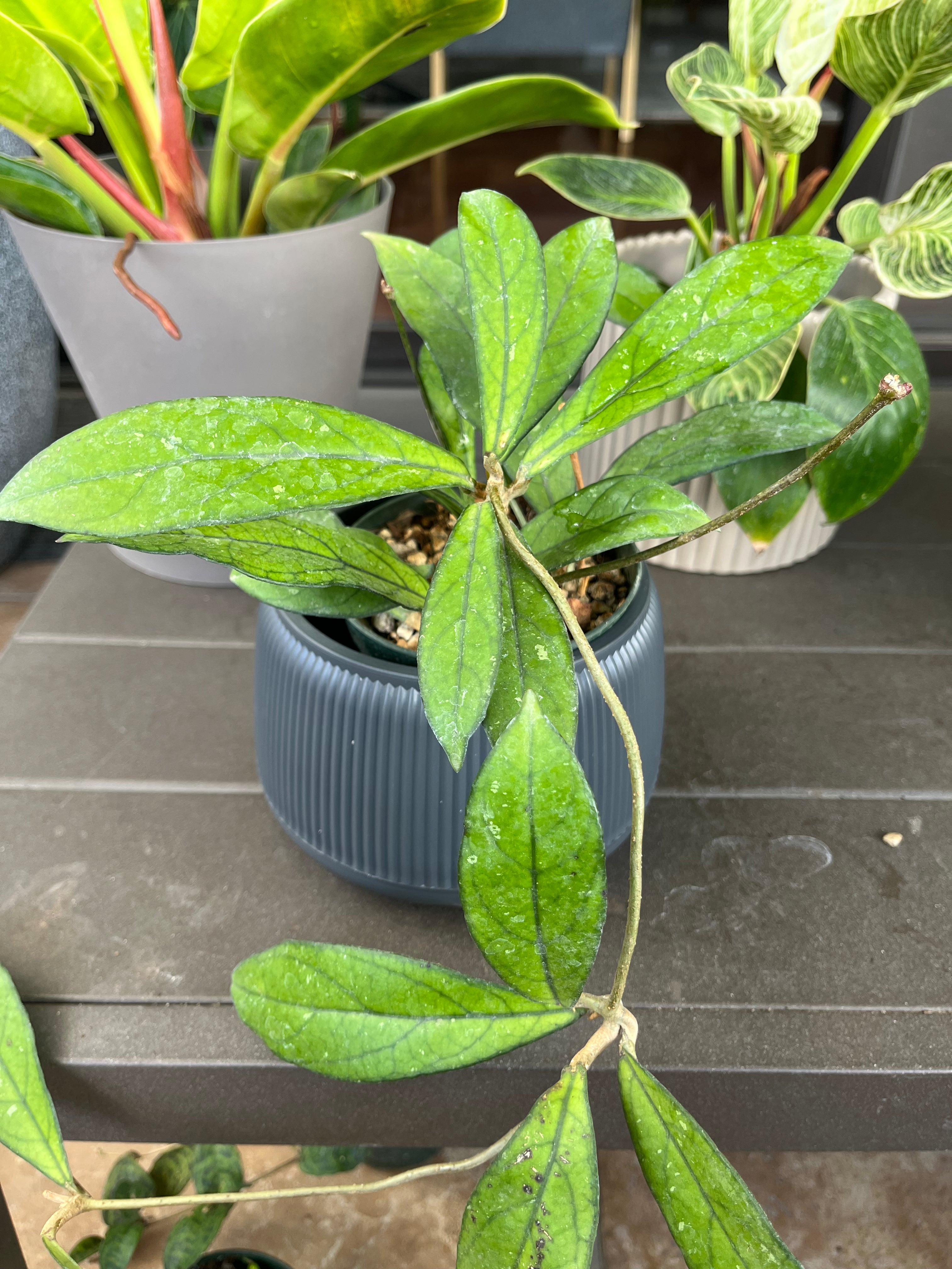 Hoya crassipetiolata