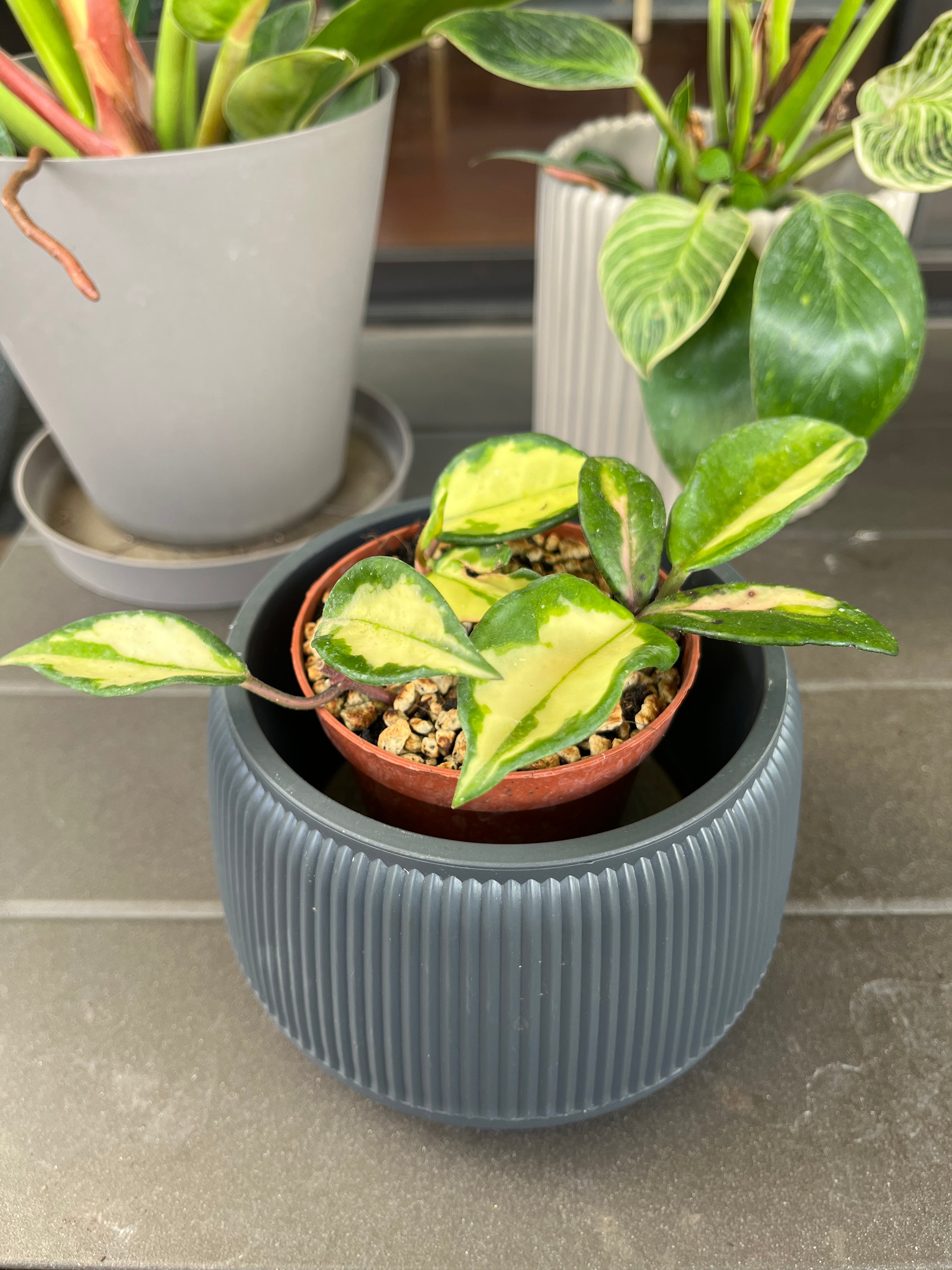 Hoya carnosa tricolor