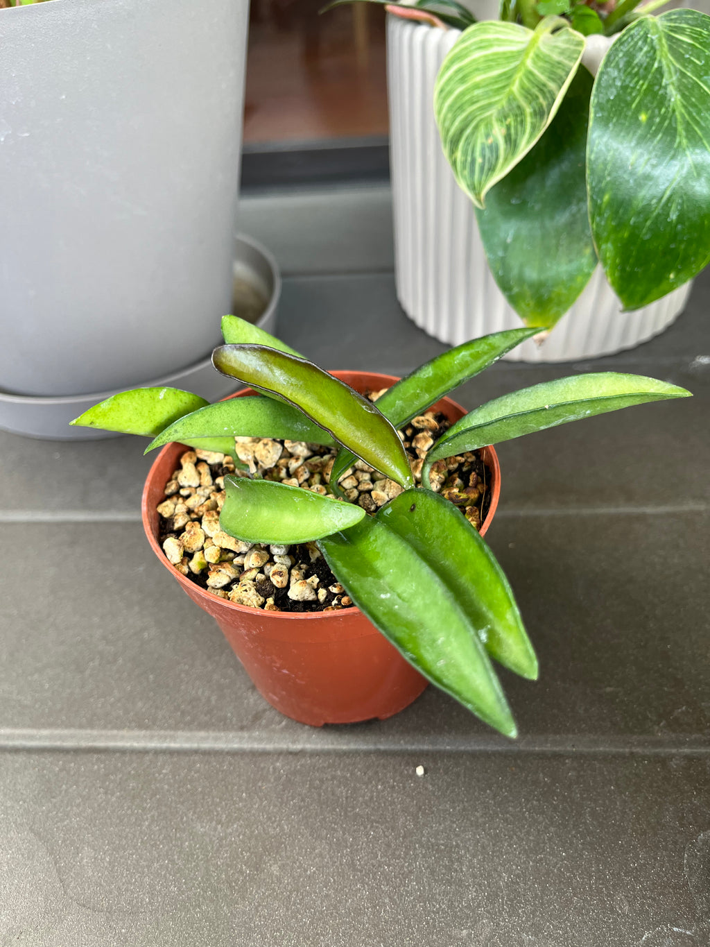 Hoya wayetii