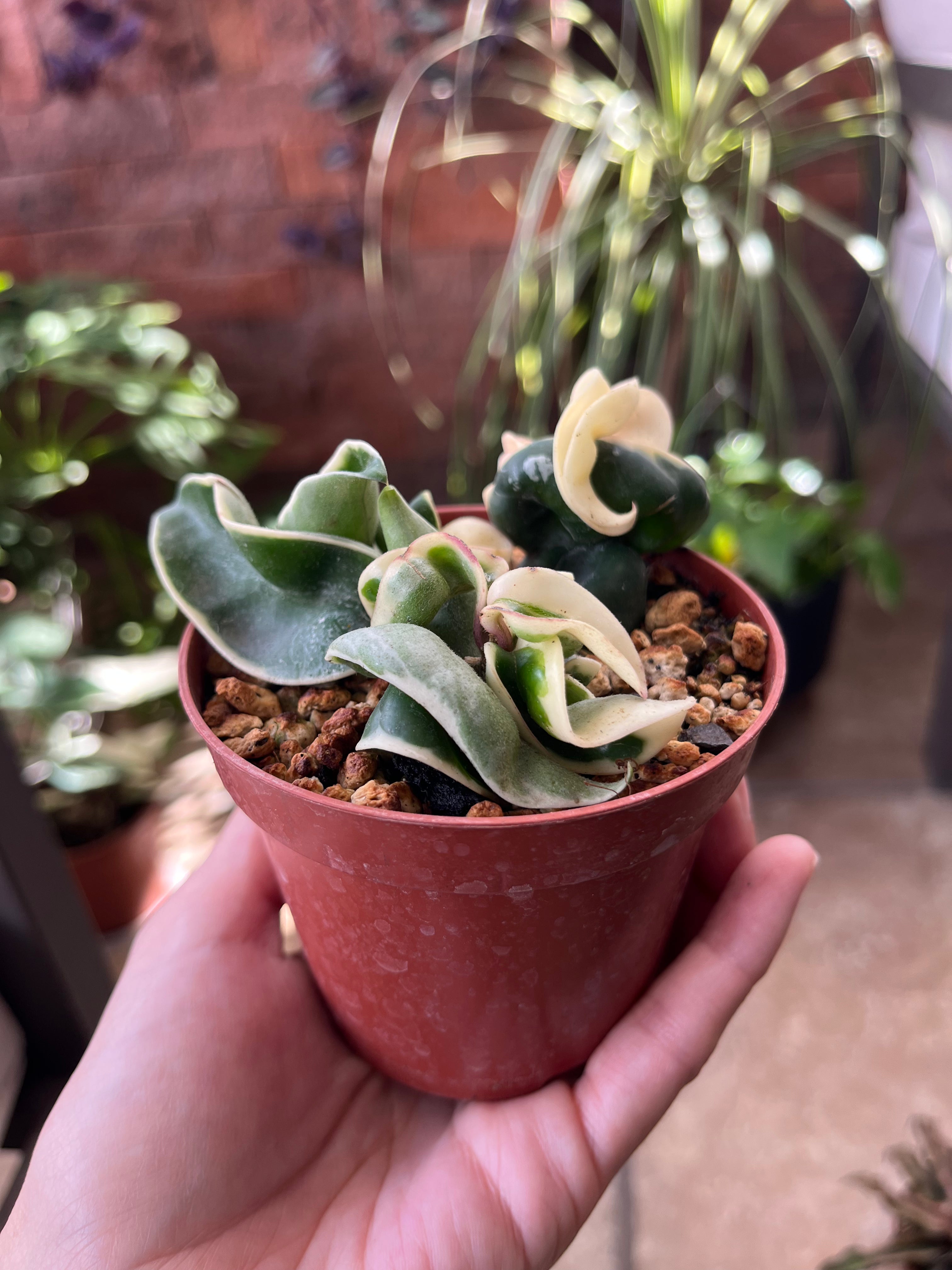 Hoya carnosa compacta variegata