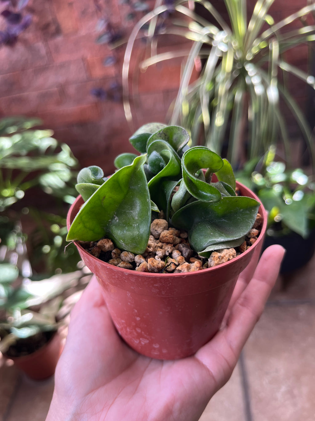 Hoya carnosa compacta