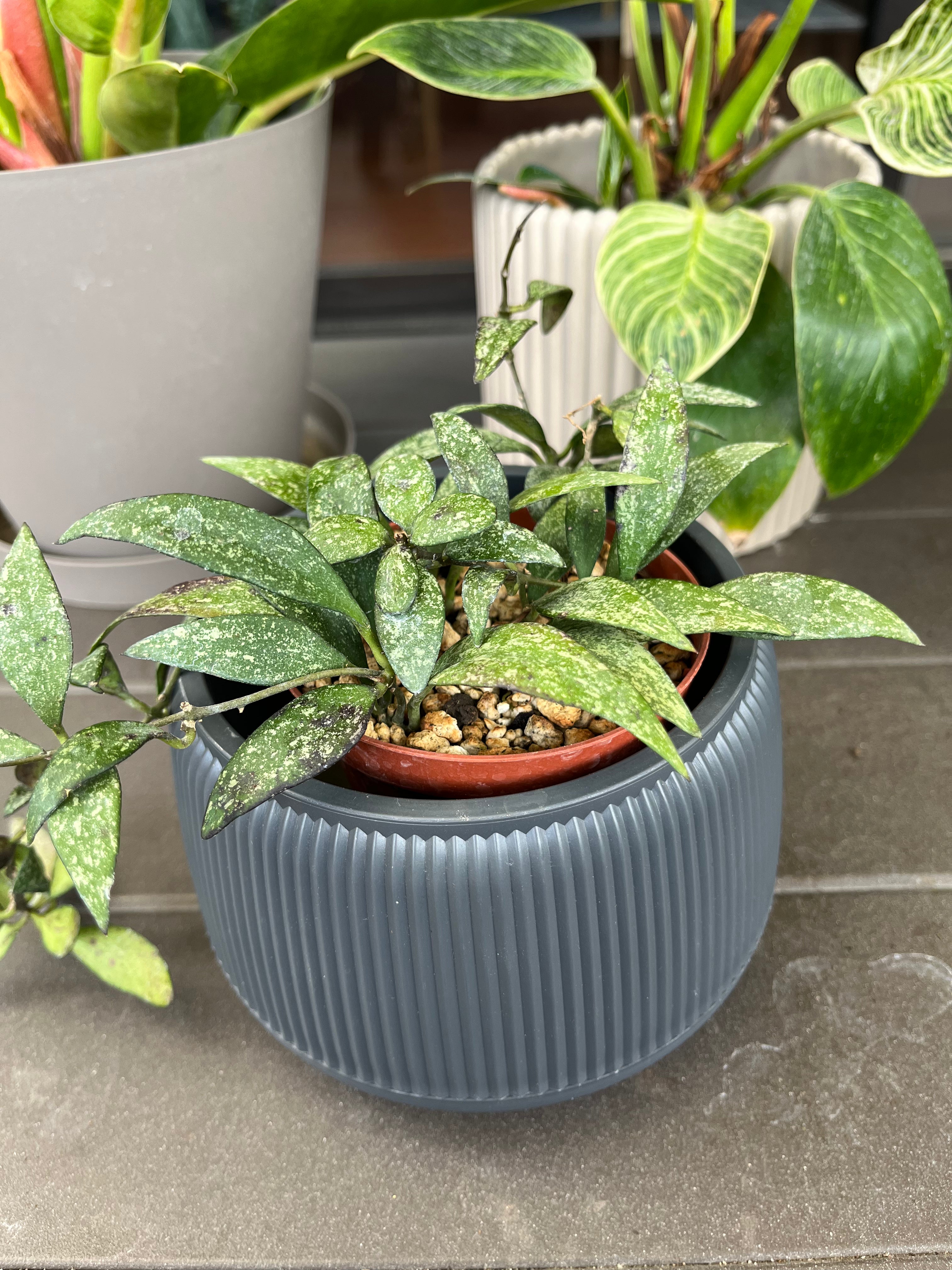 Hoya sigilatis