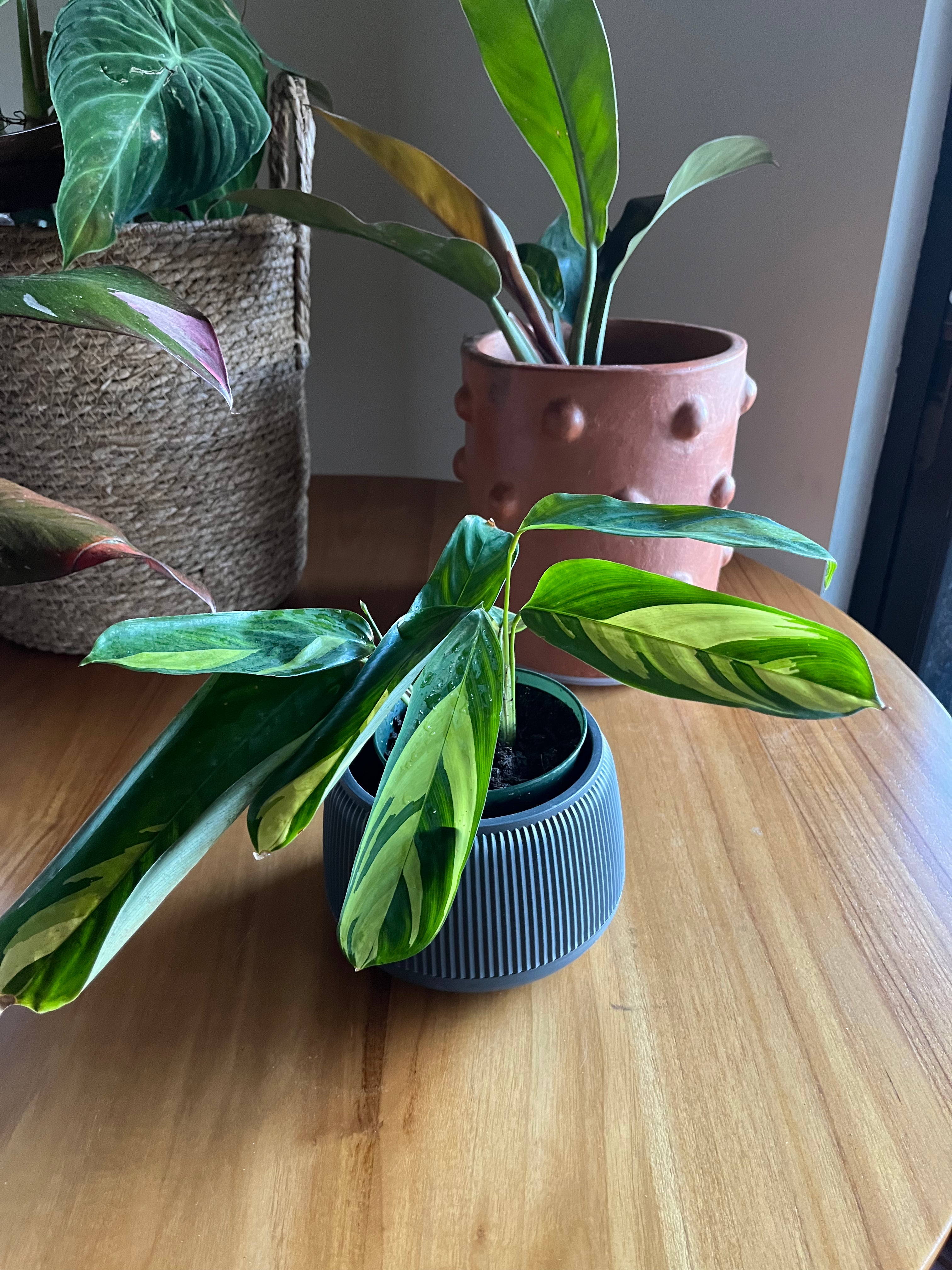 Calathea lubbersii