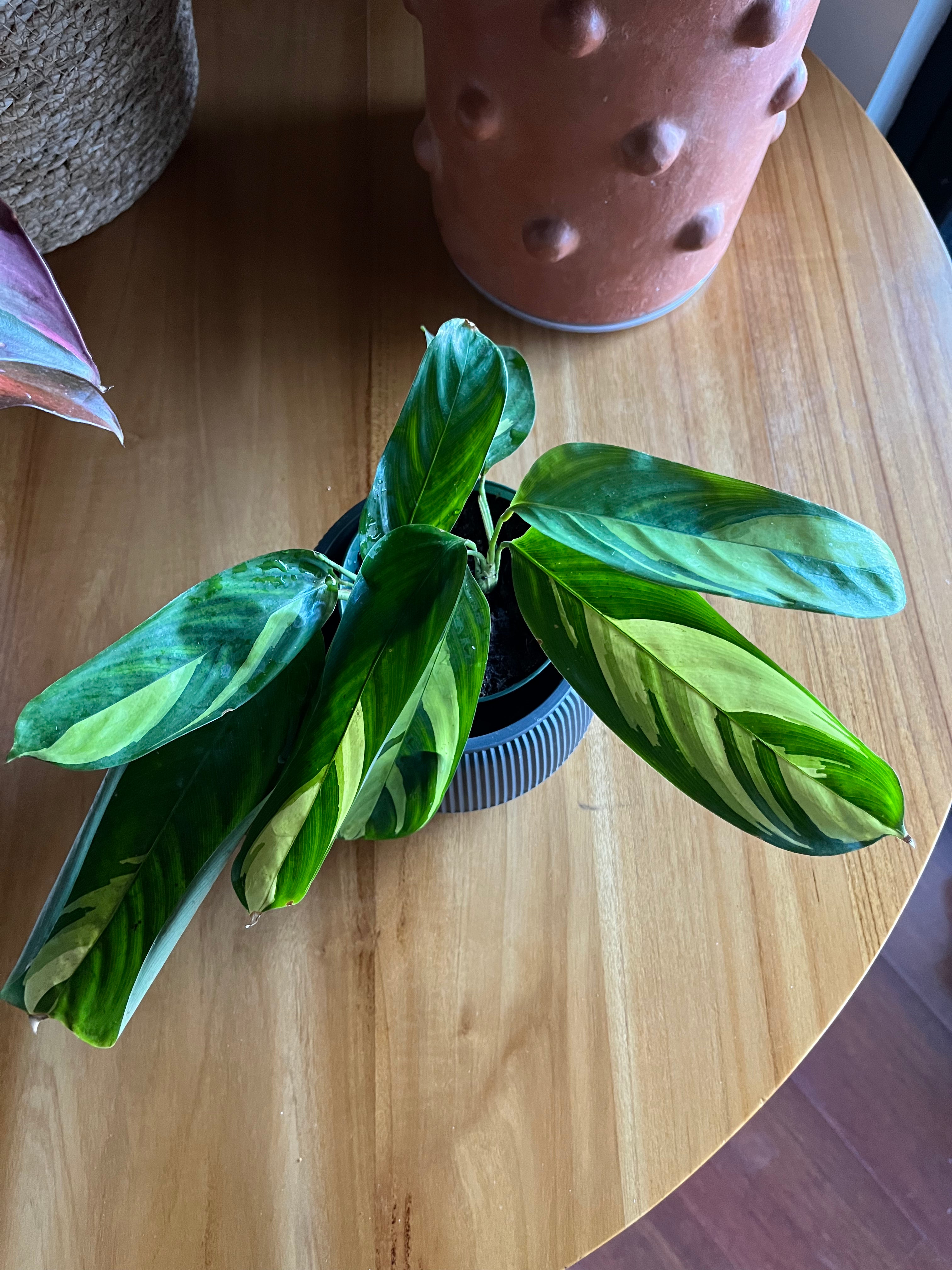 Calathea lubbersii