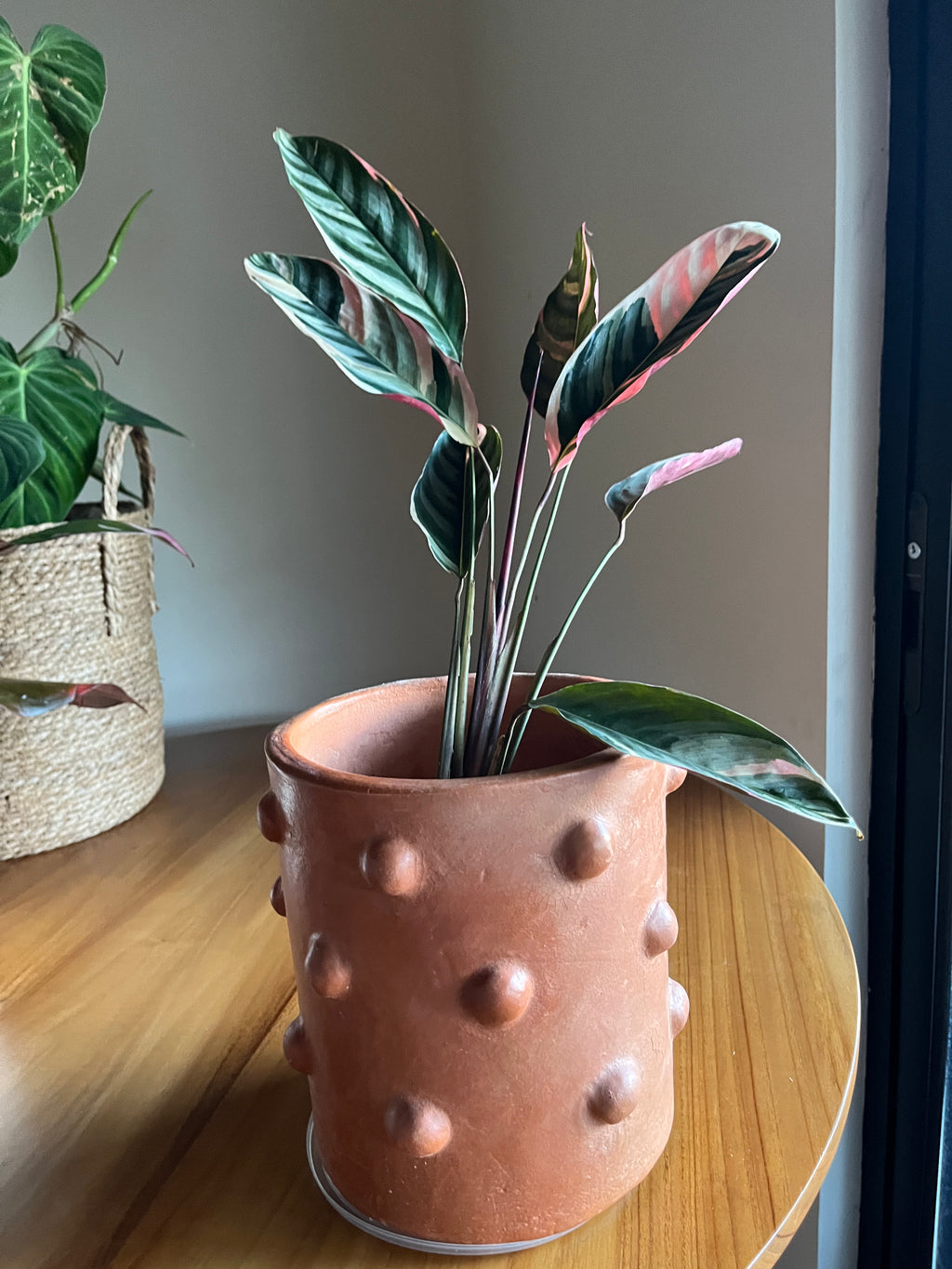 Calathea tricolor "Triostar"