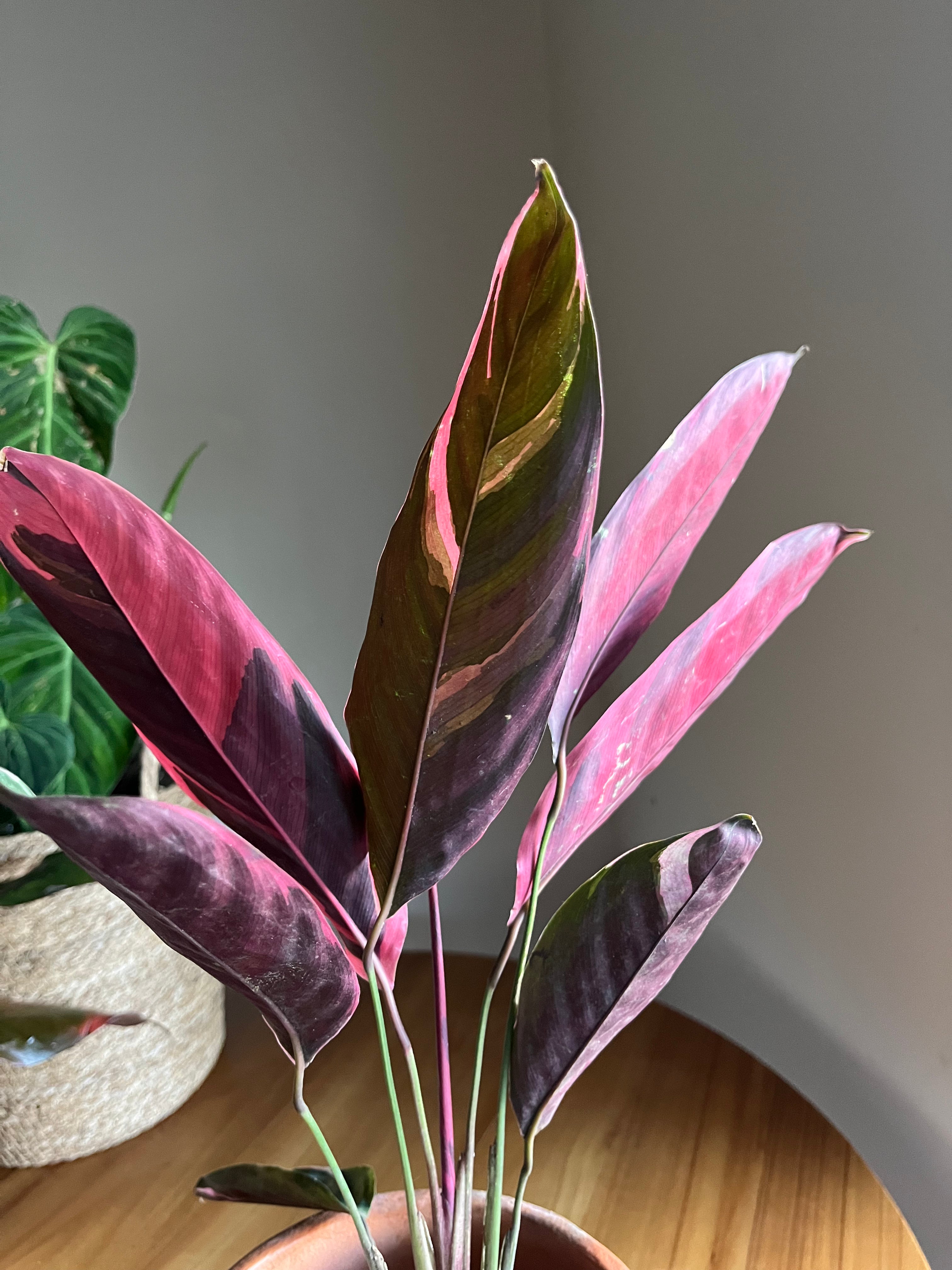 Calathea tricolor "Triostar"