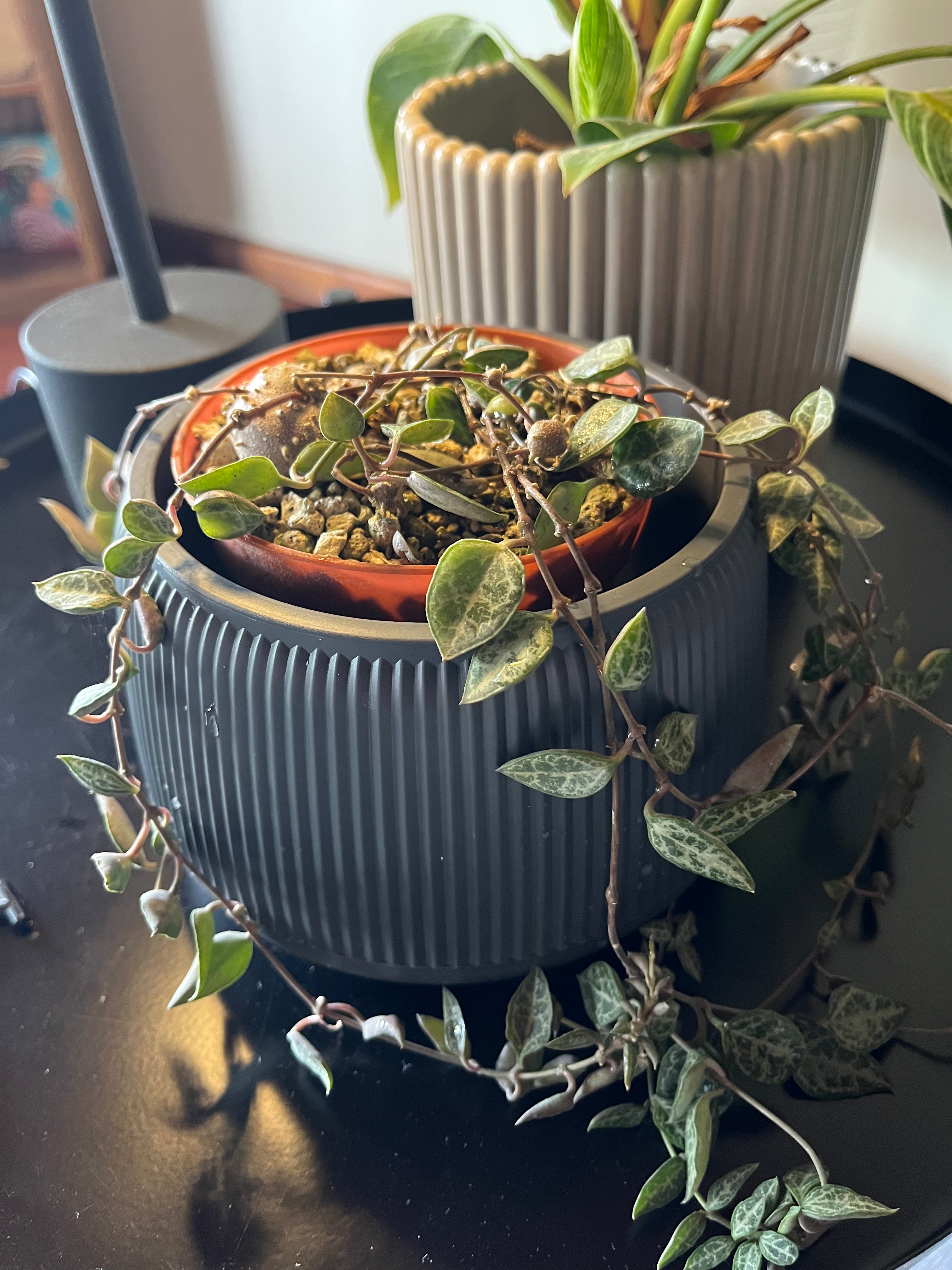 Ceropegia linearis woodi