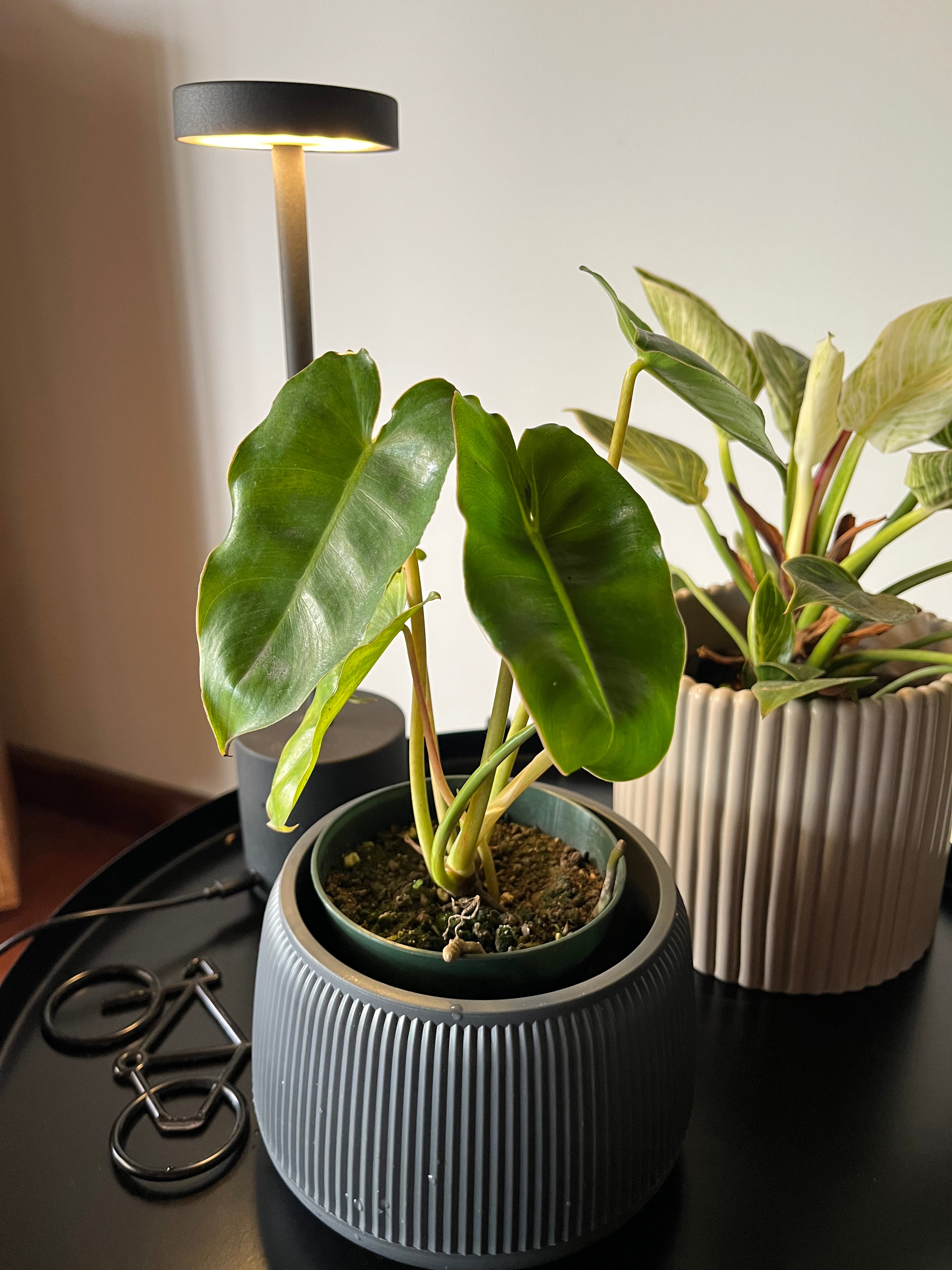 Philodendron Burle Marx