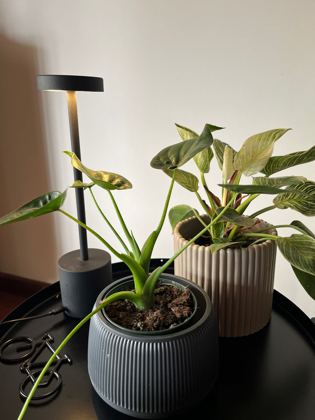 Alocasia cucullata corazón