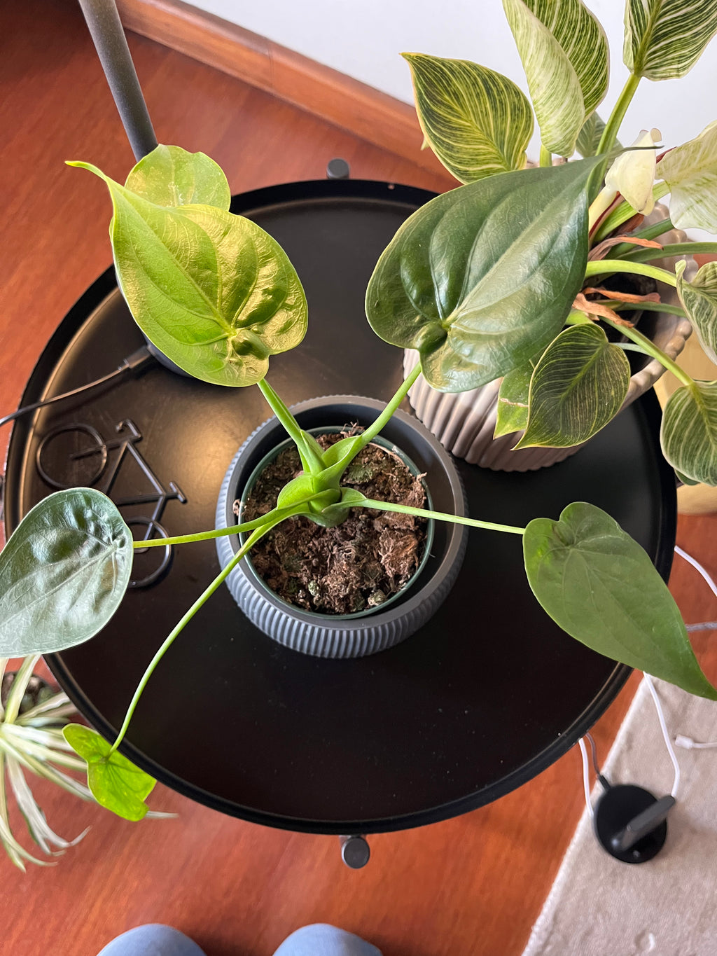 Alocasia cucullata corazón