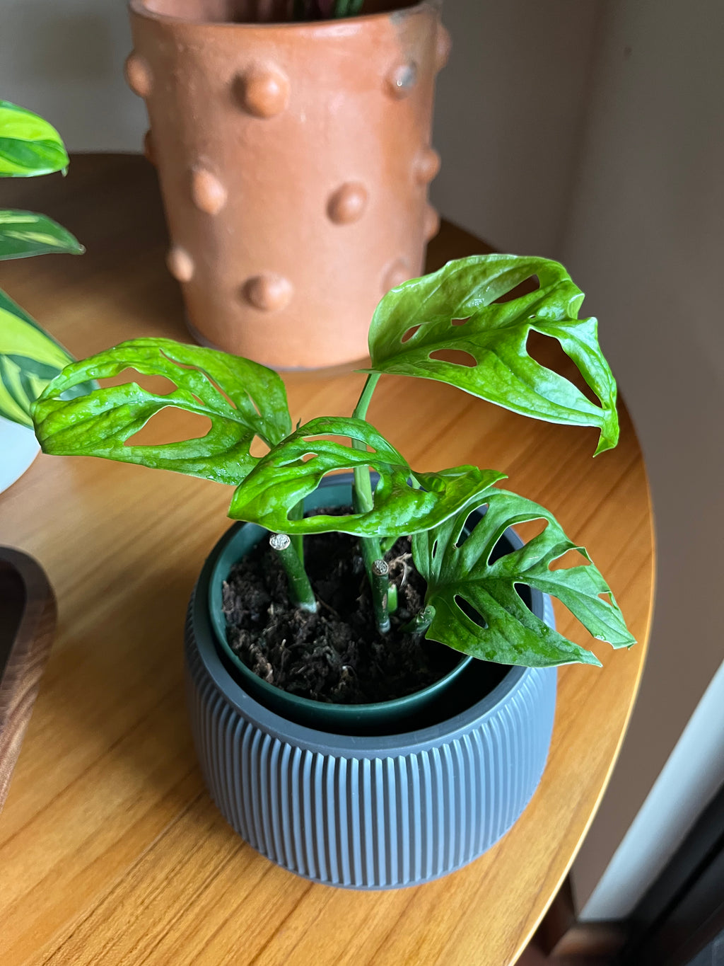 Monstera adansonii