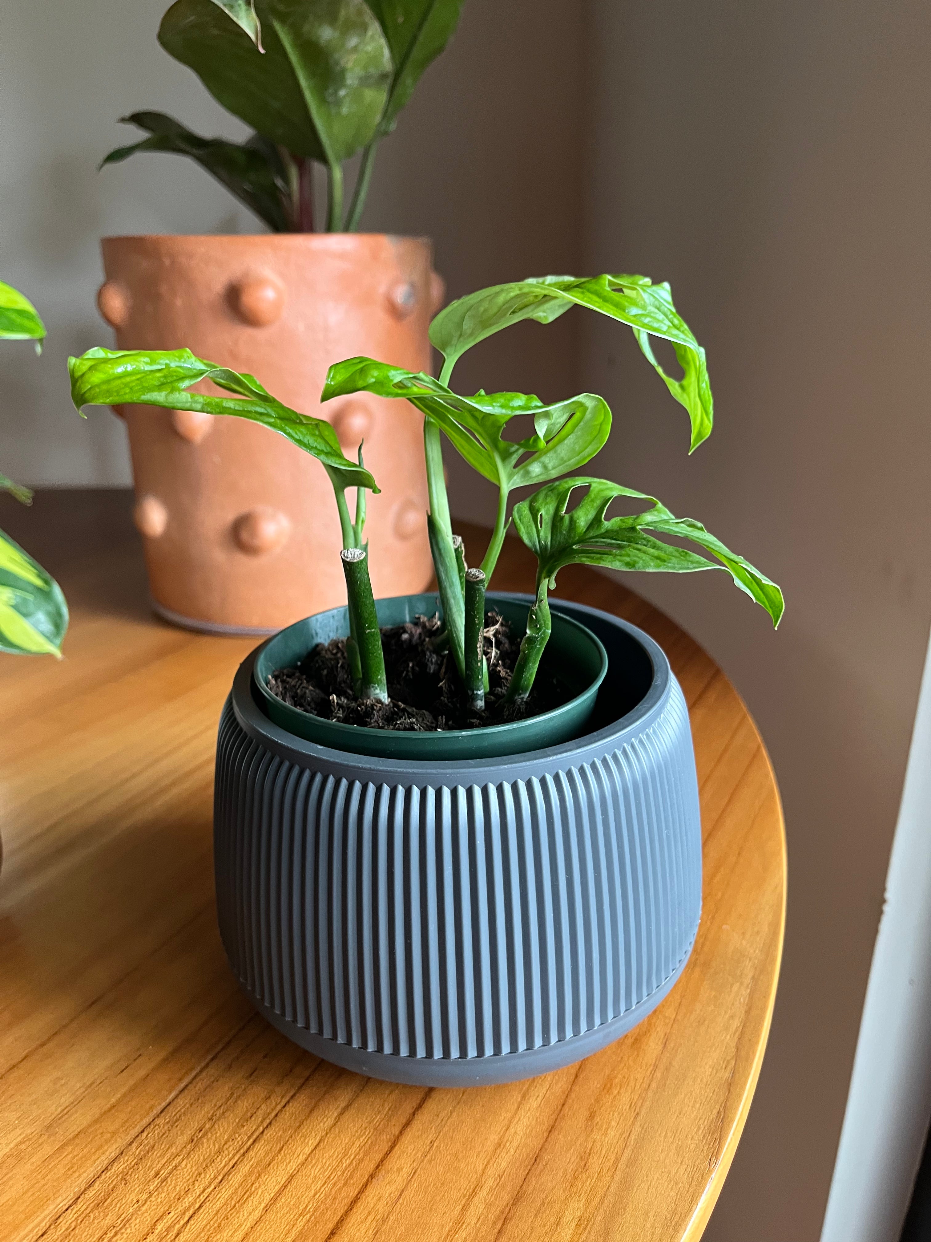 Monstera adansonii