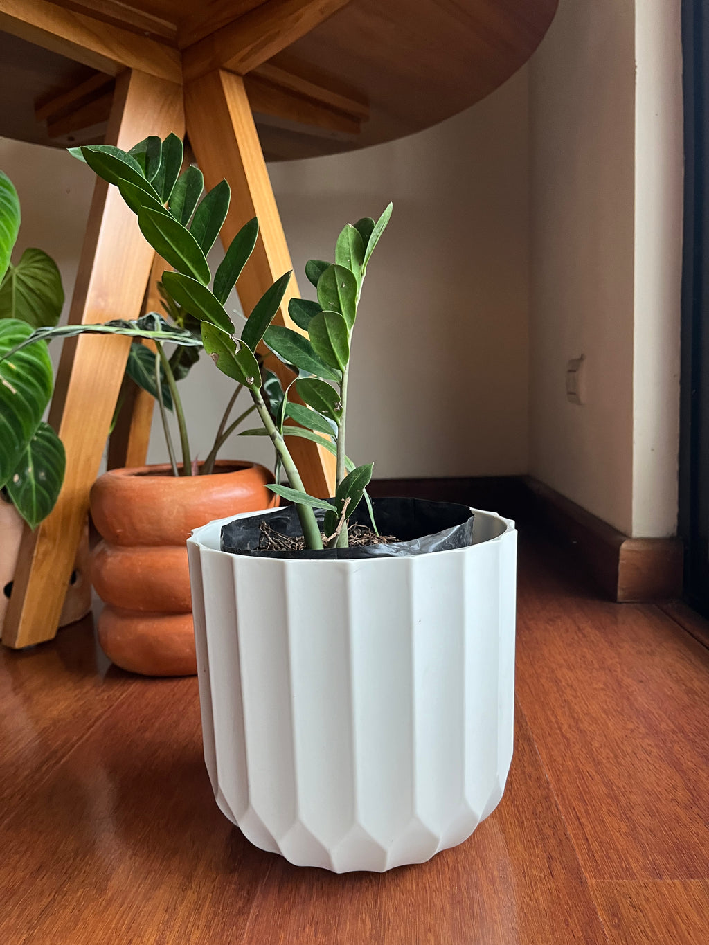 ZZ Plant
