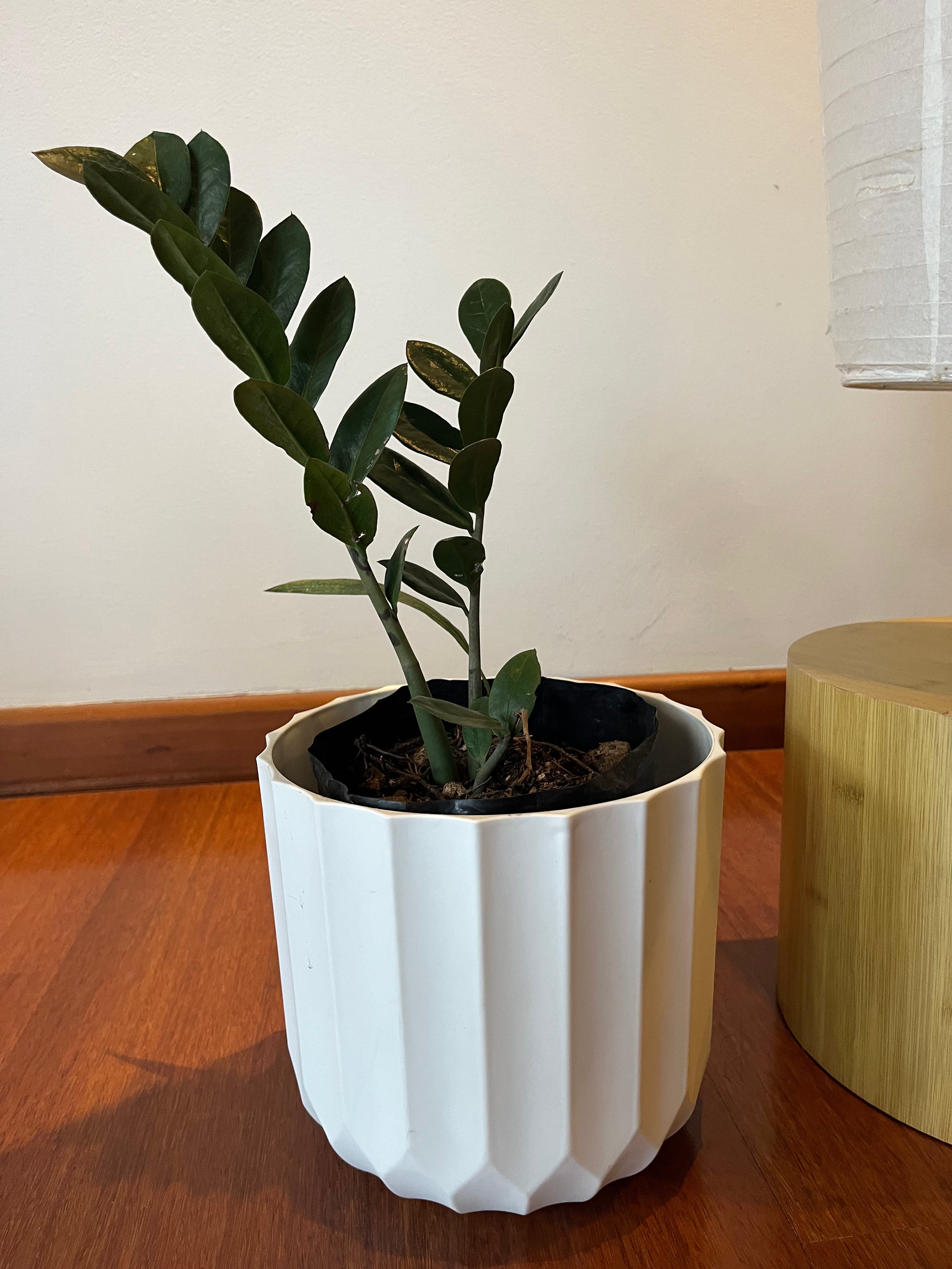 ZZ Plant