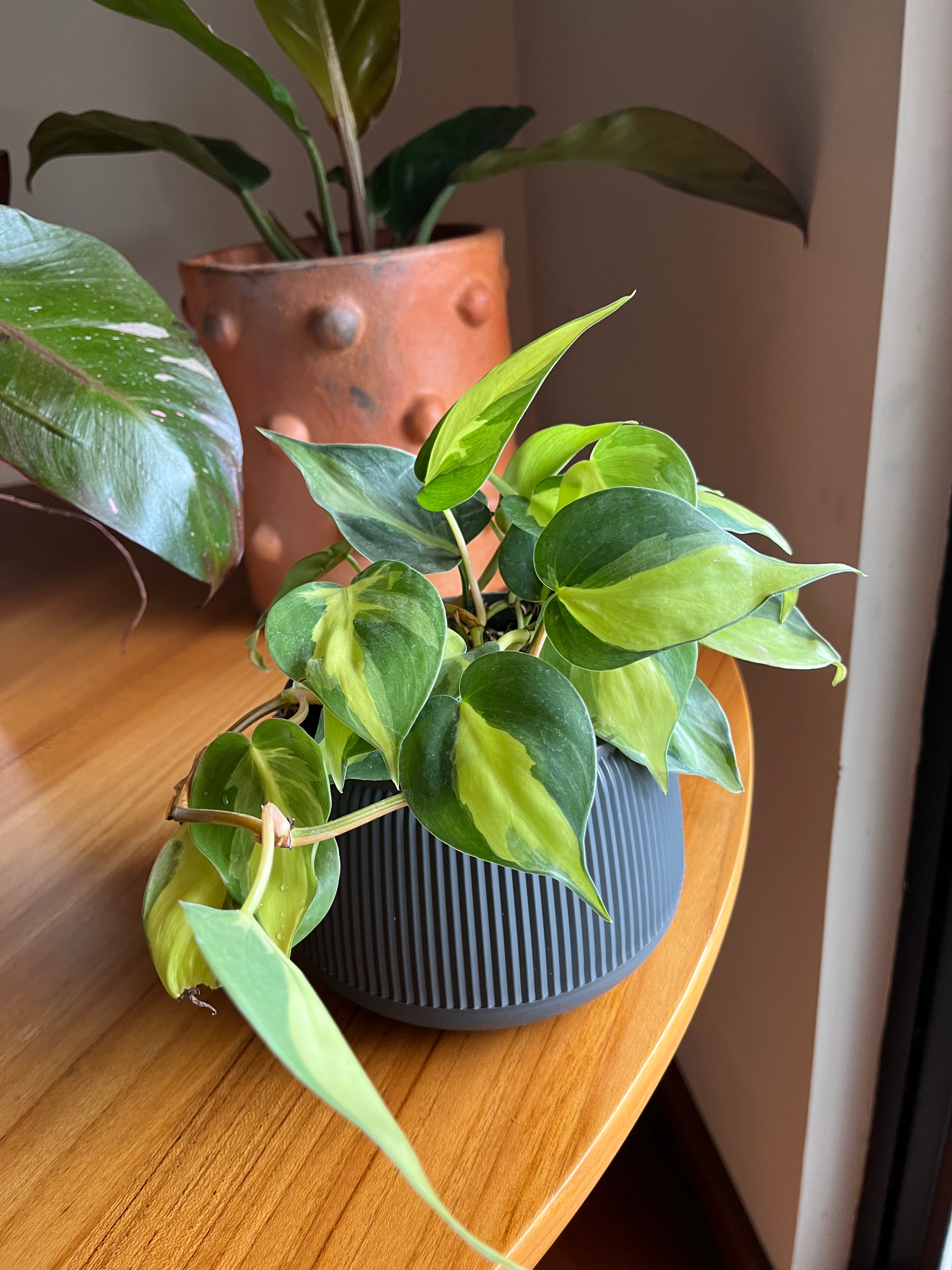 Philodendron Brasil