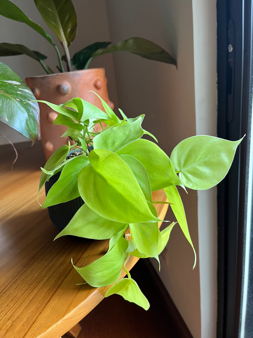 Philodendron Lemon Lime