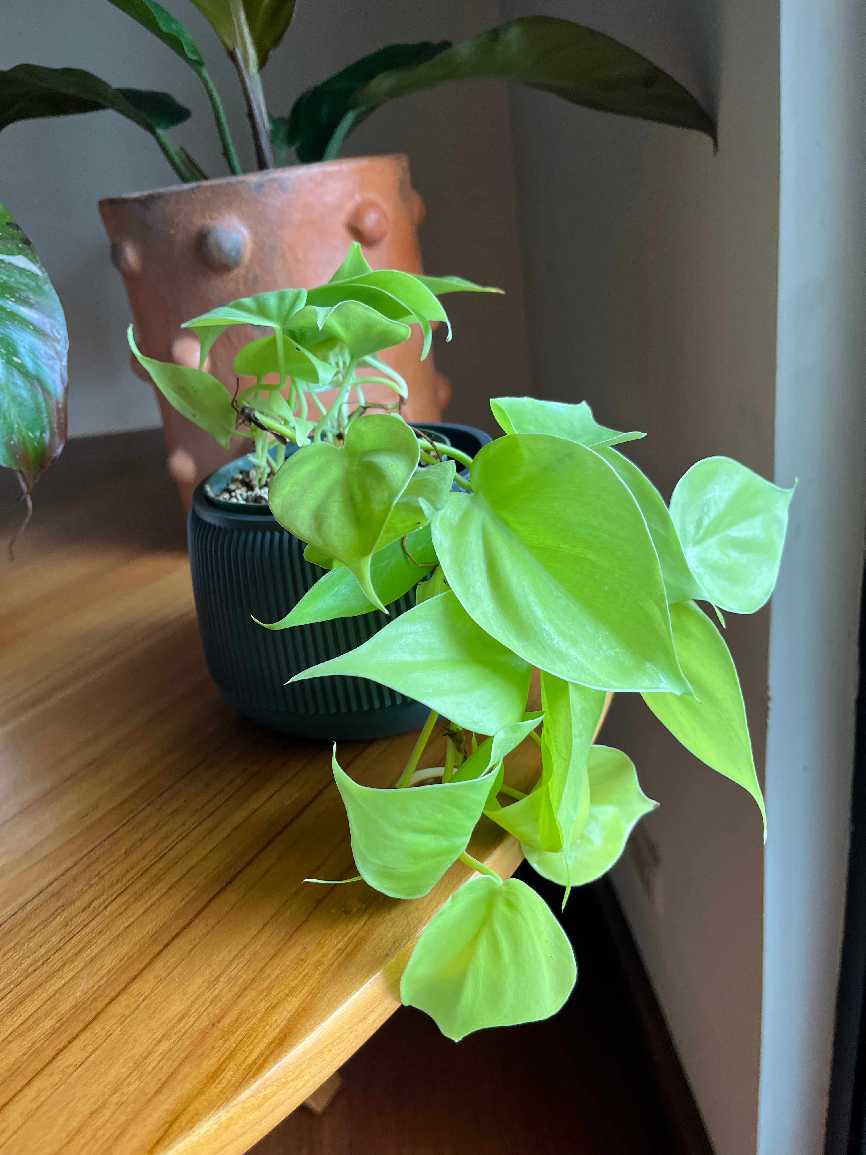 Philodendron Lemon Lime
