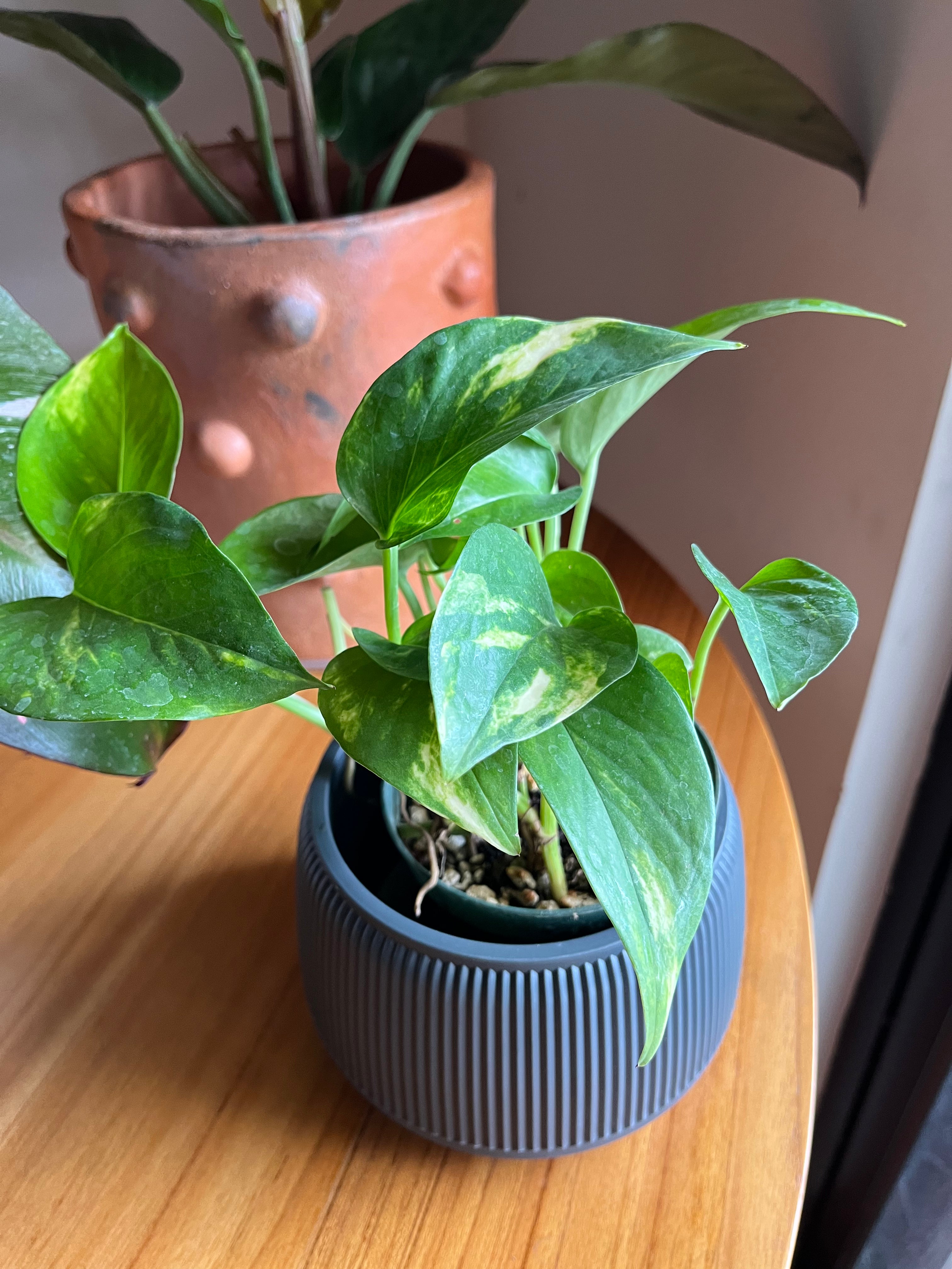 Pothos Hawaii