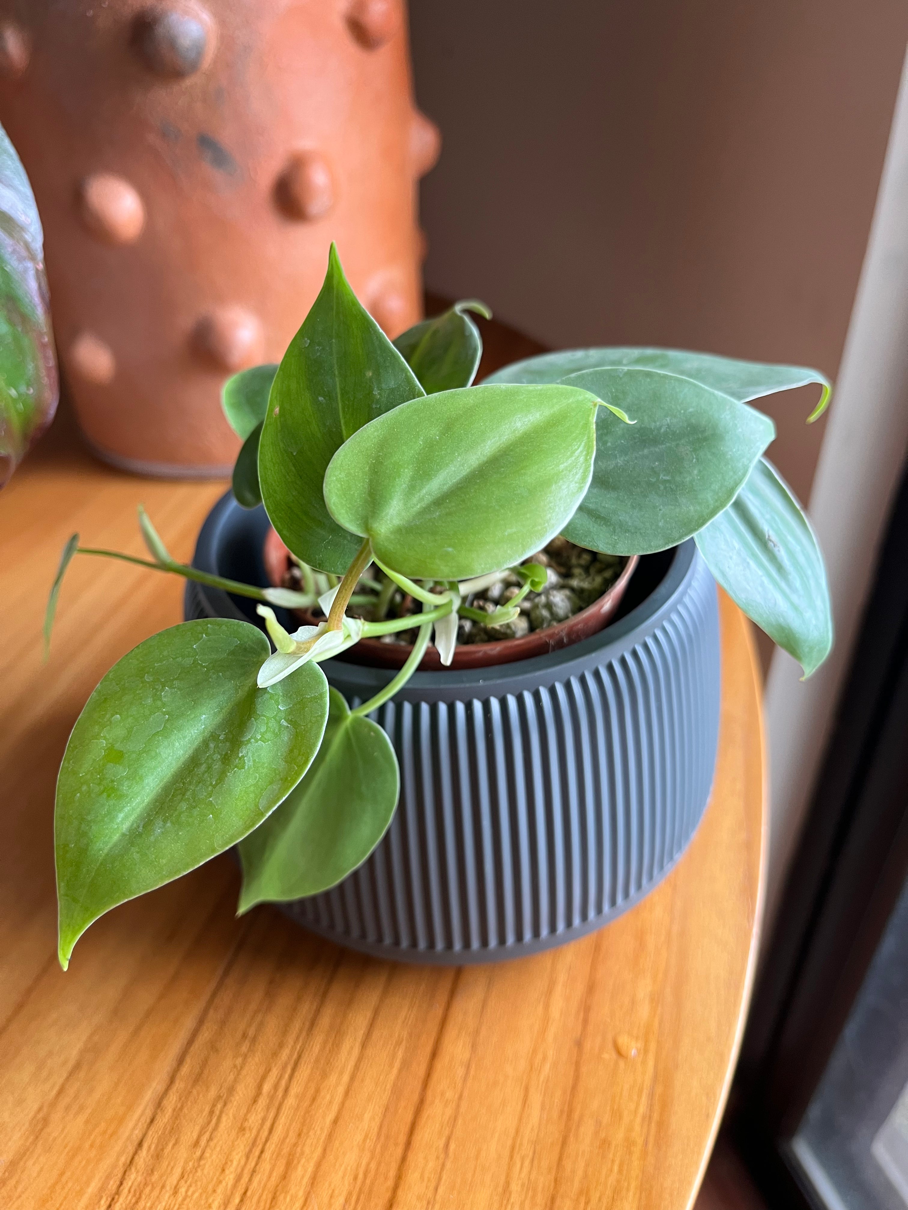 Philodendron cordatum