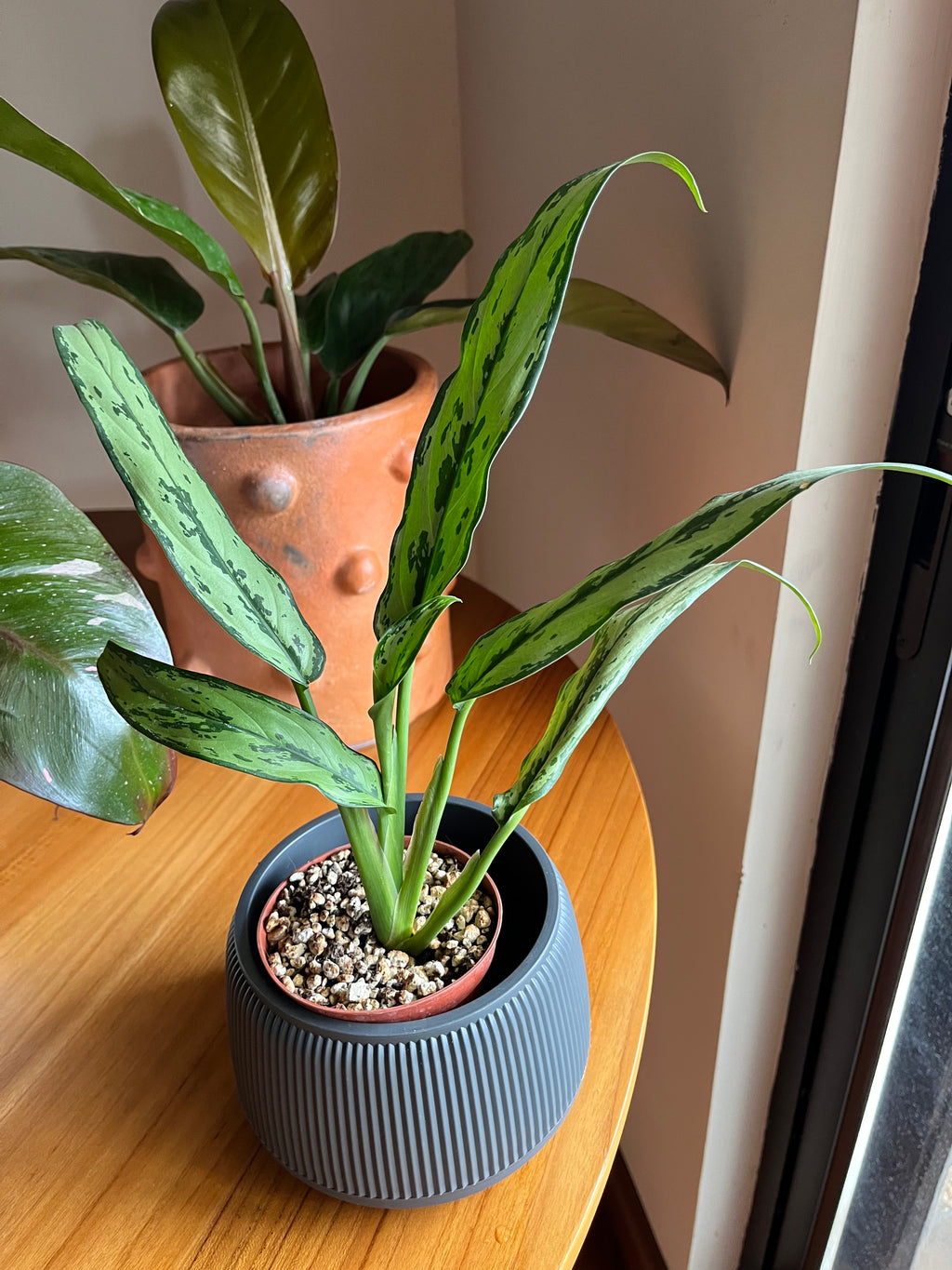 Aglaonema cutlass