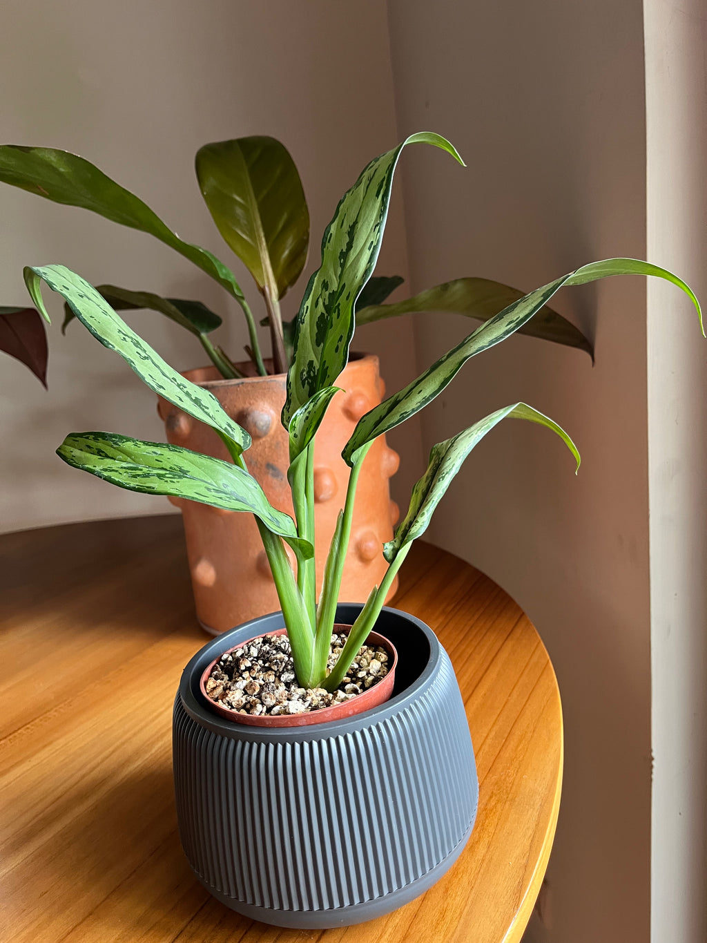 Aglaonema cutlass