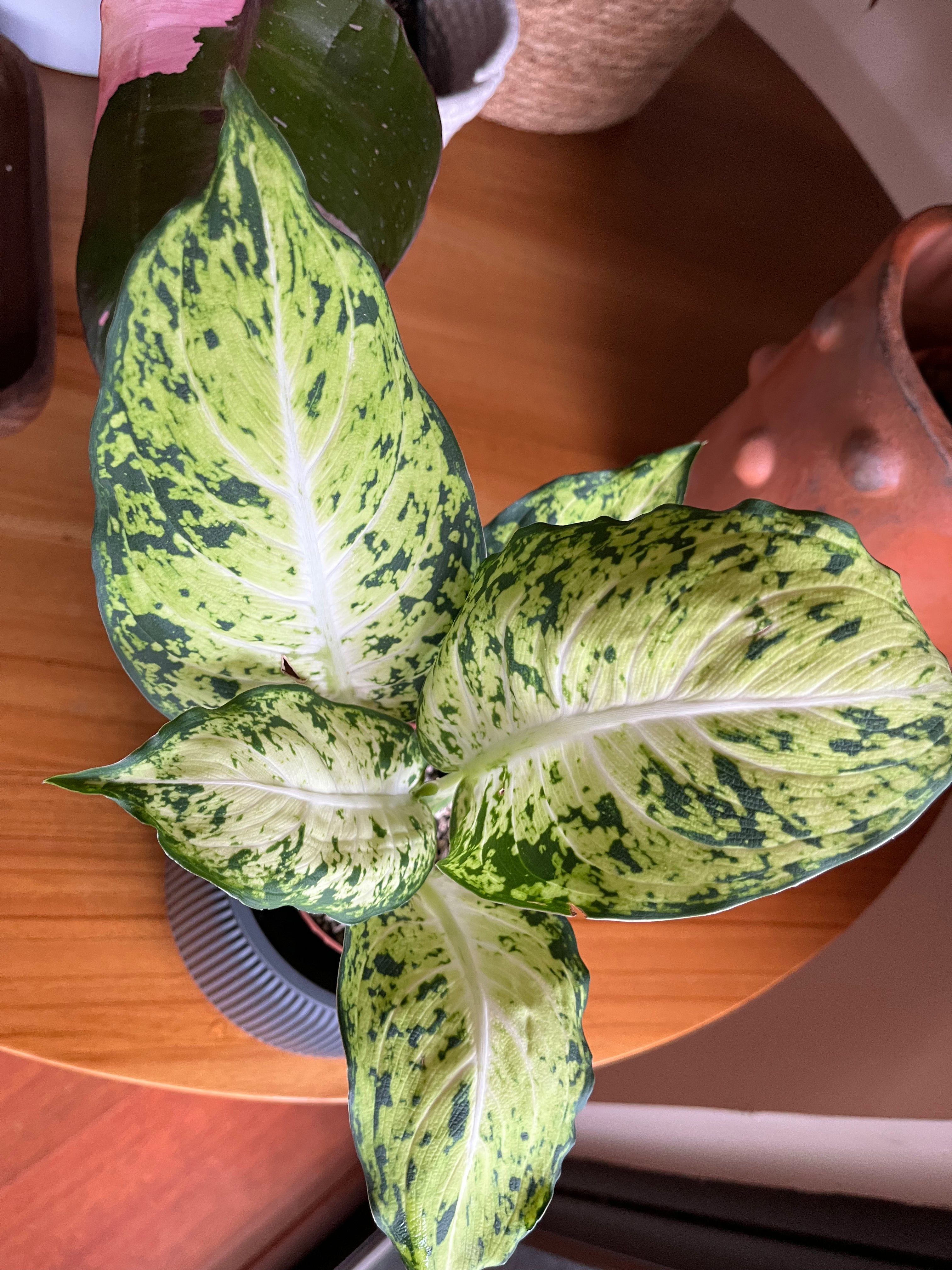 Dieffenbachia Amy