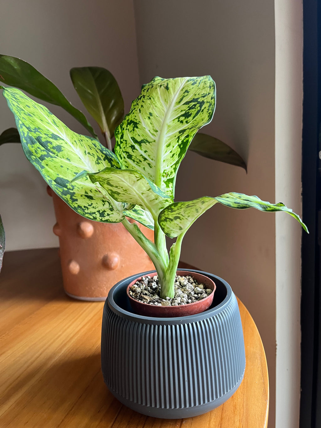 Dieffenbachia Amy
