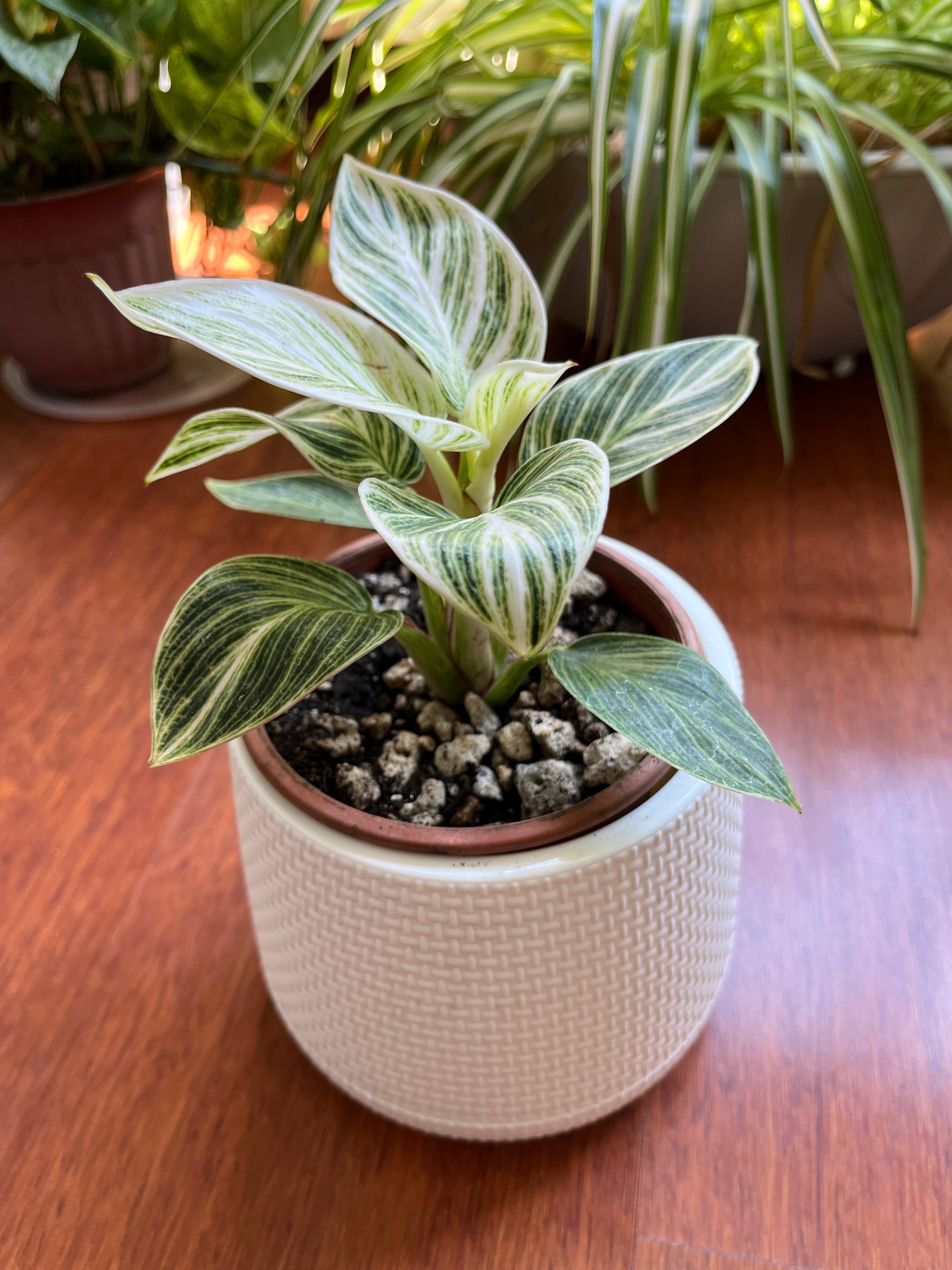Philodendron Birkin variegado