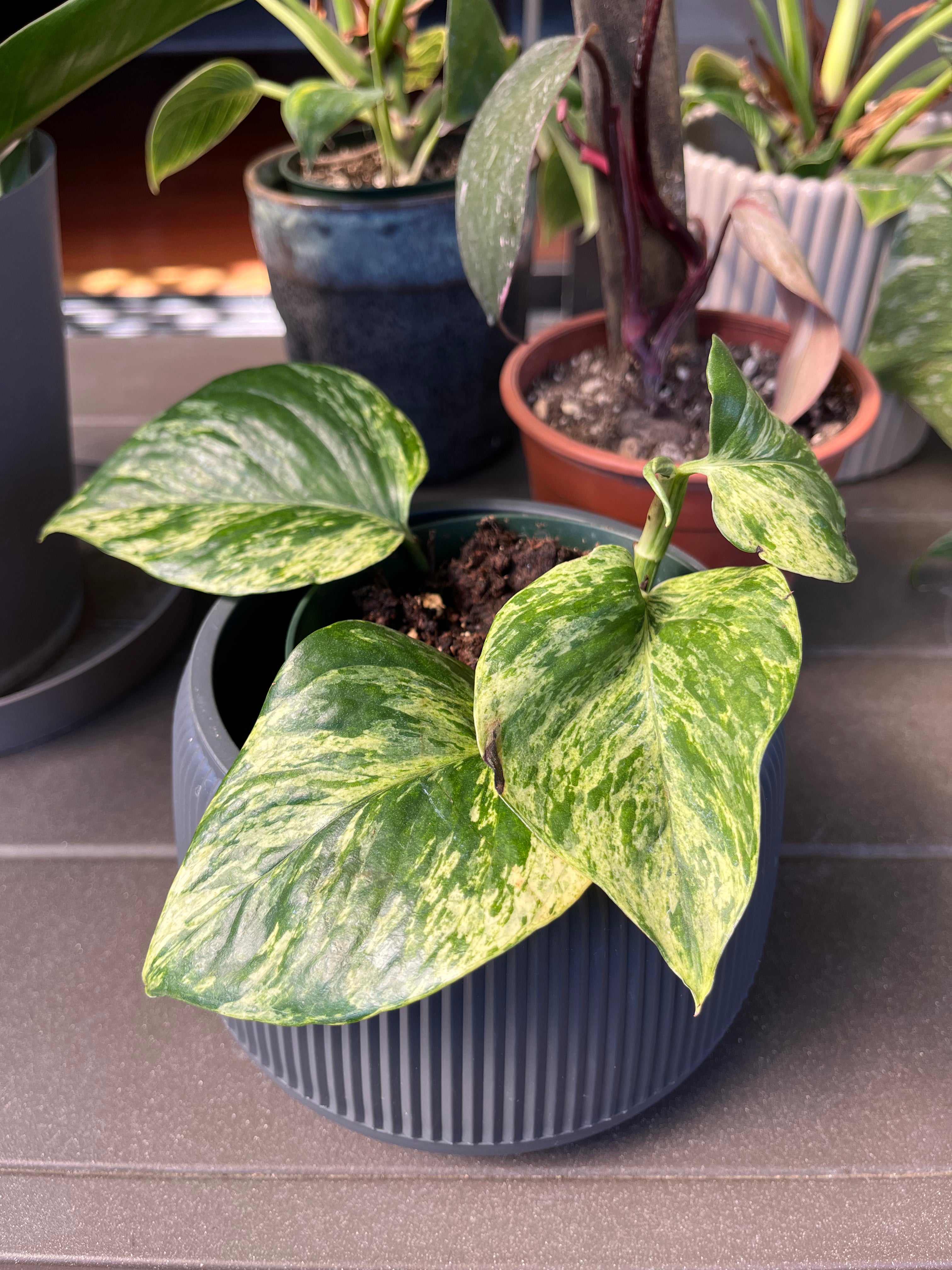 Pothos Marble Queen
