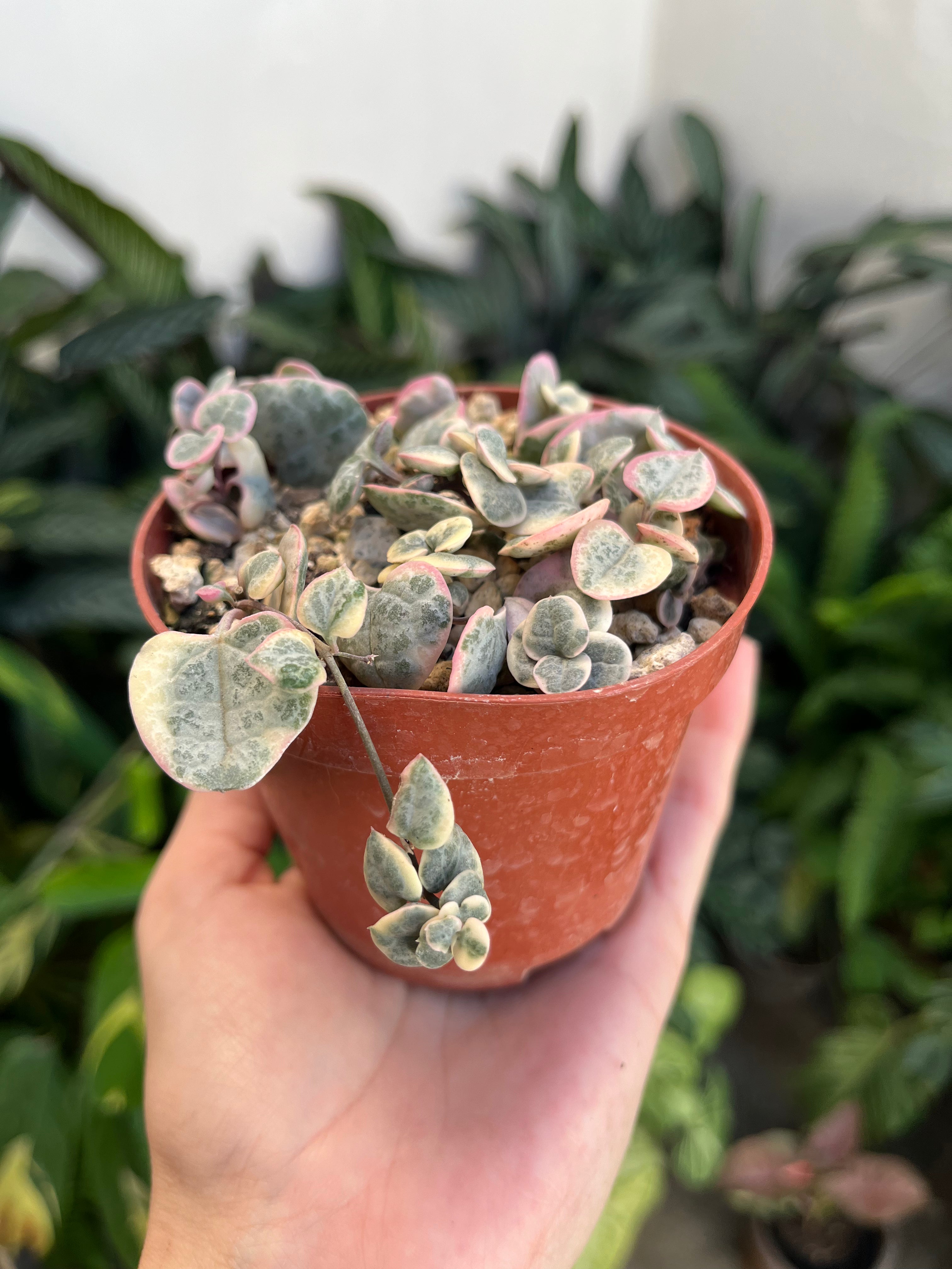 Ceropegia Chain of Hearts variegada