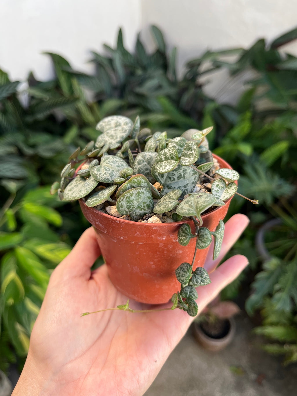 Ceropegia chain of hearts