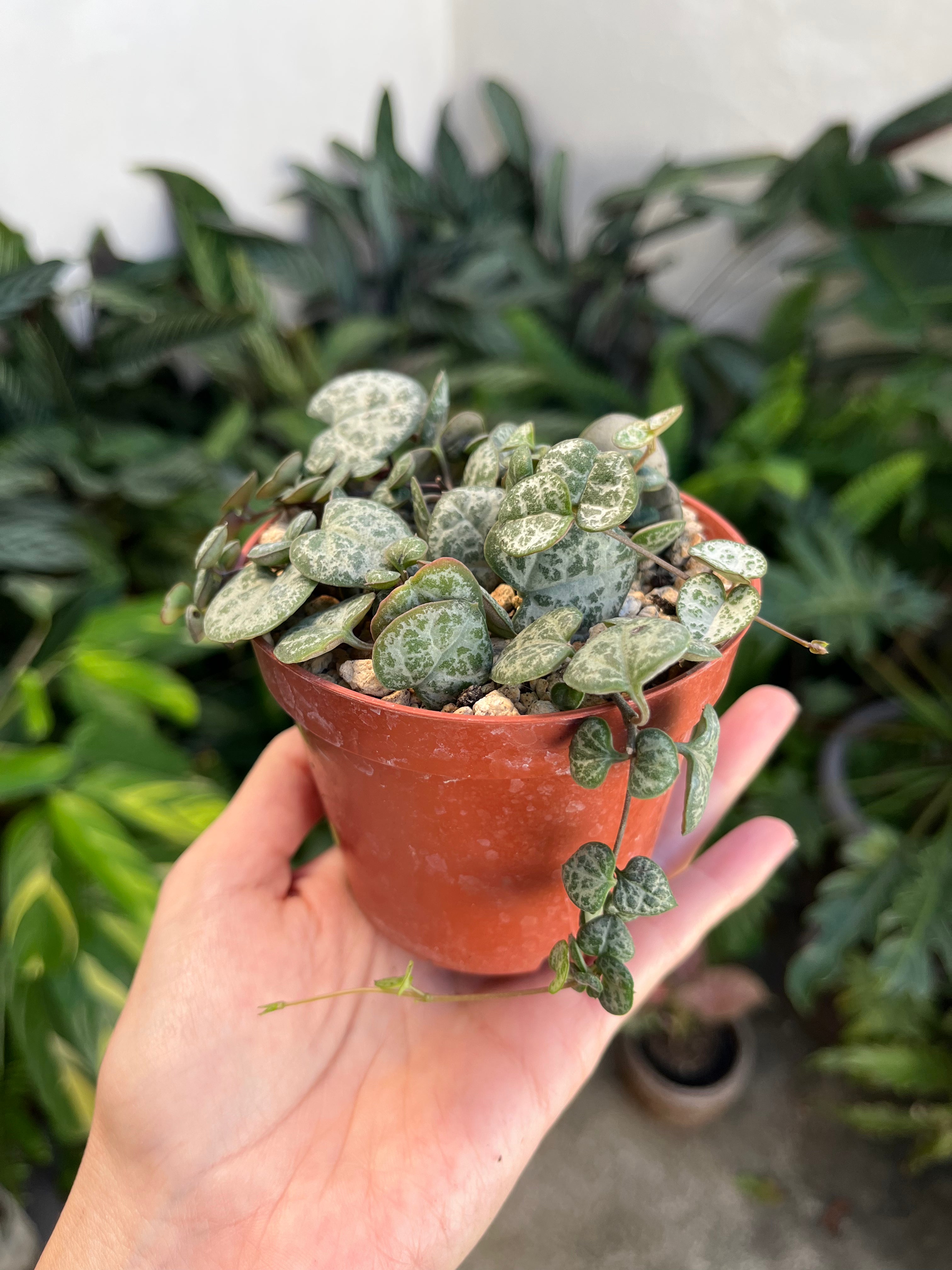 Ceropegia chain of hearts