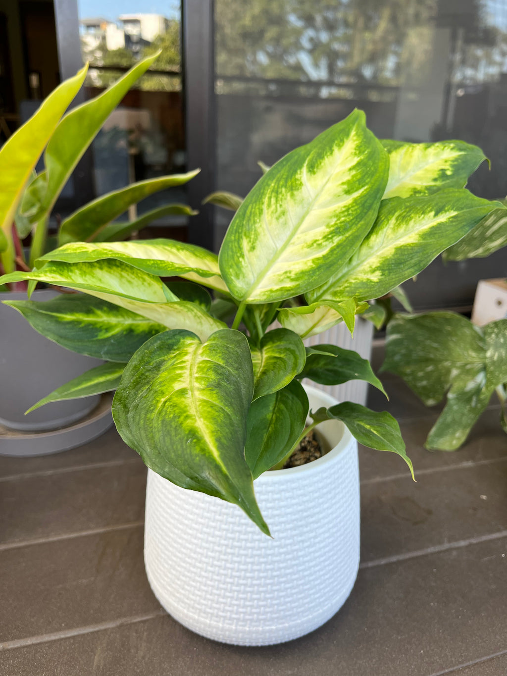 Dieffenbachia Camille