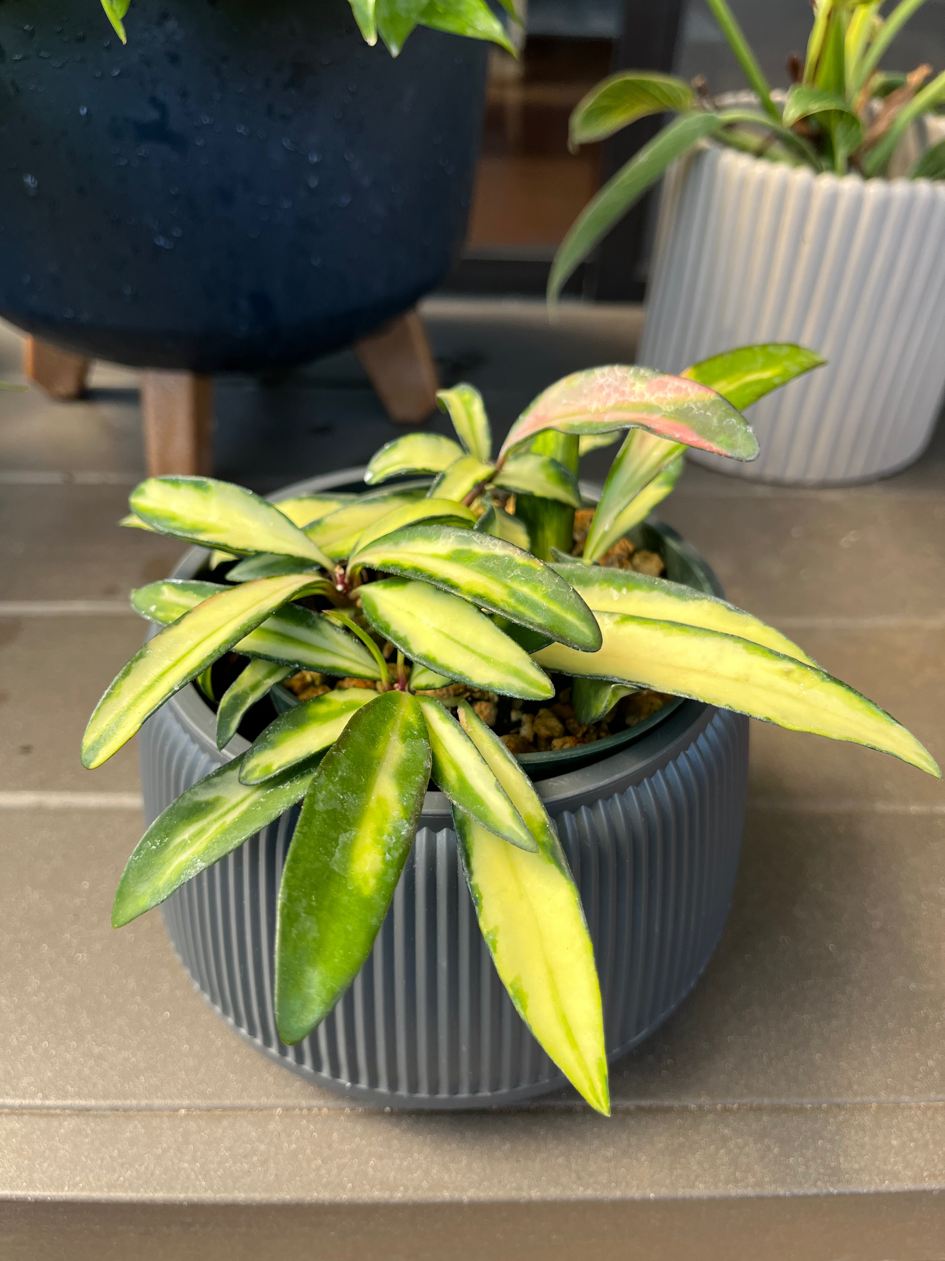 Hoya wayetii tricolor