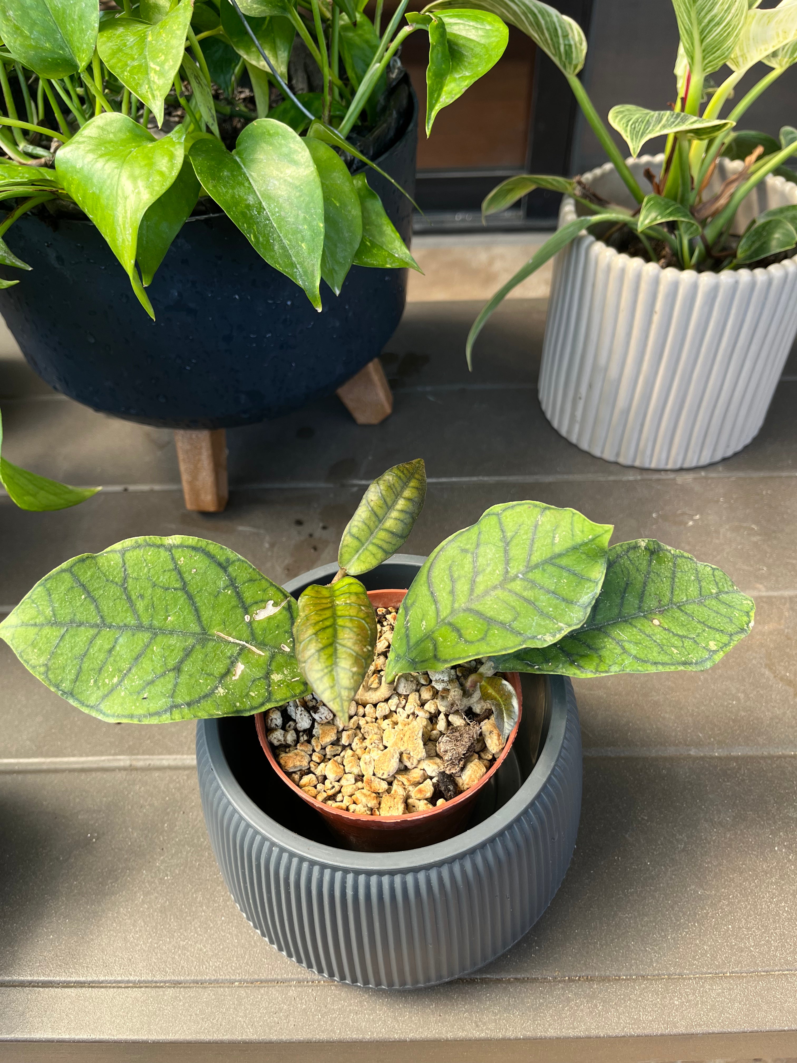 Hoya callistophylla Kallimantan