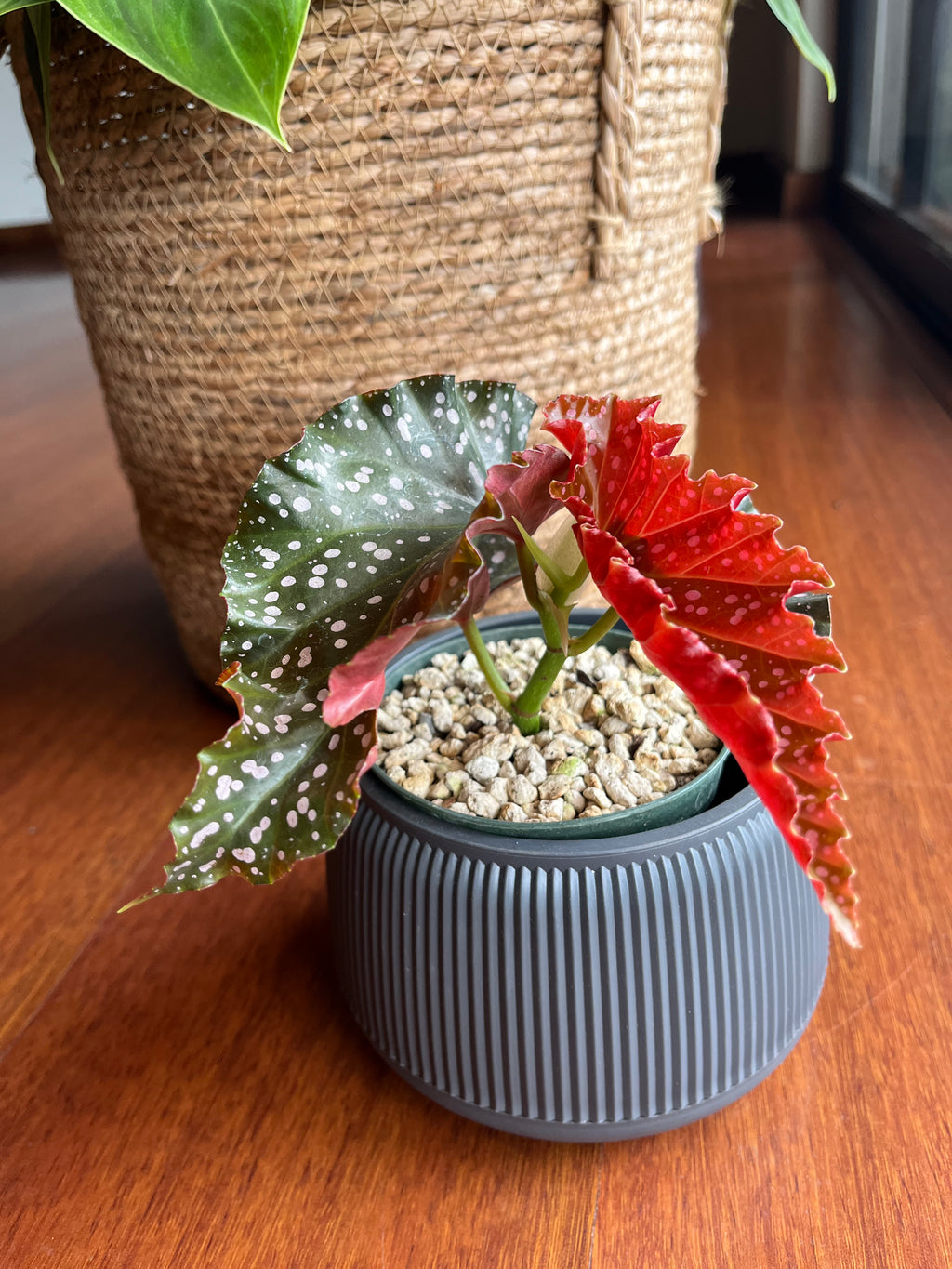 Begonia Cracklin Rosie "Angel Wings"