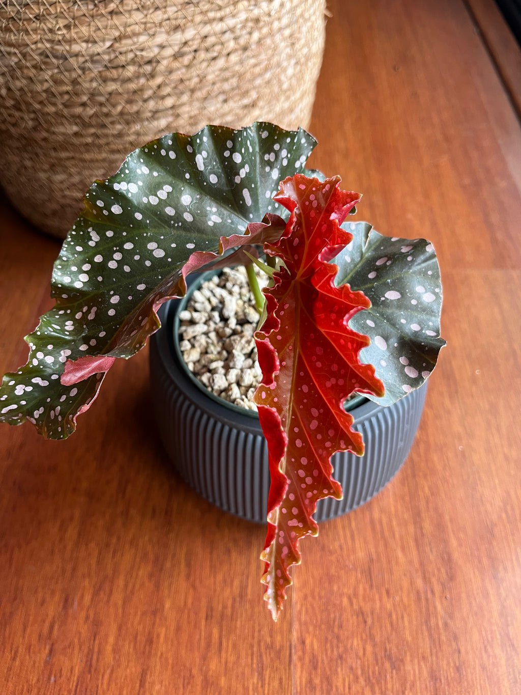 Begonia Cracklin Rosie "Angel Wings"