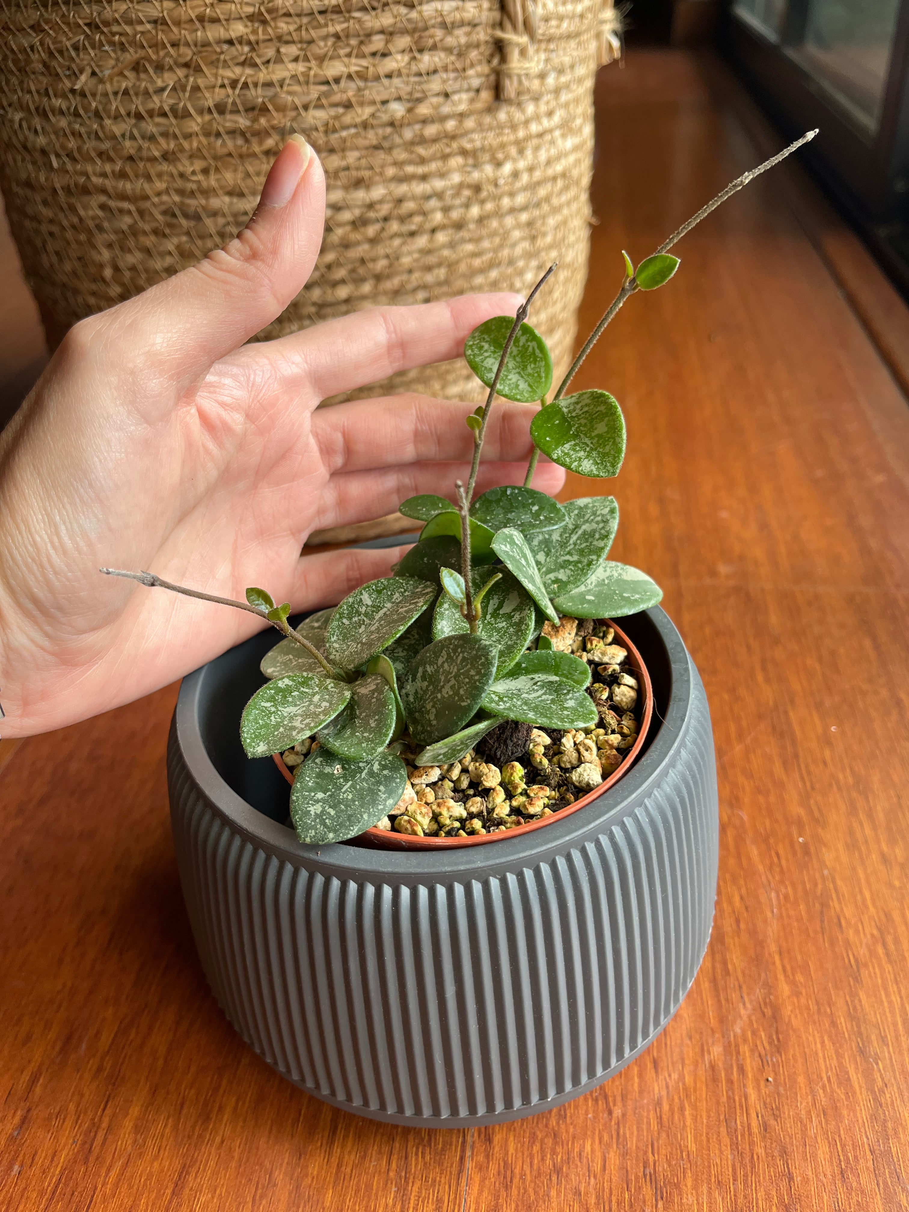 Hoya "Mathilde Splash"