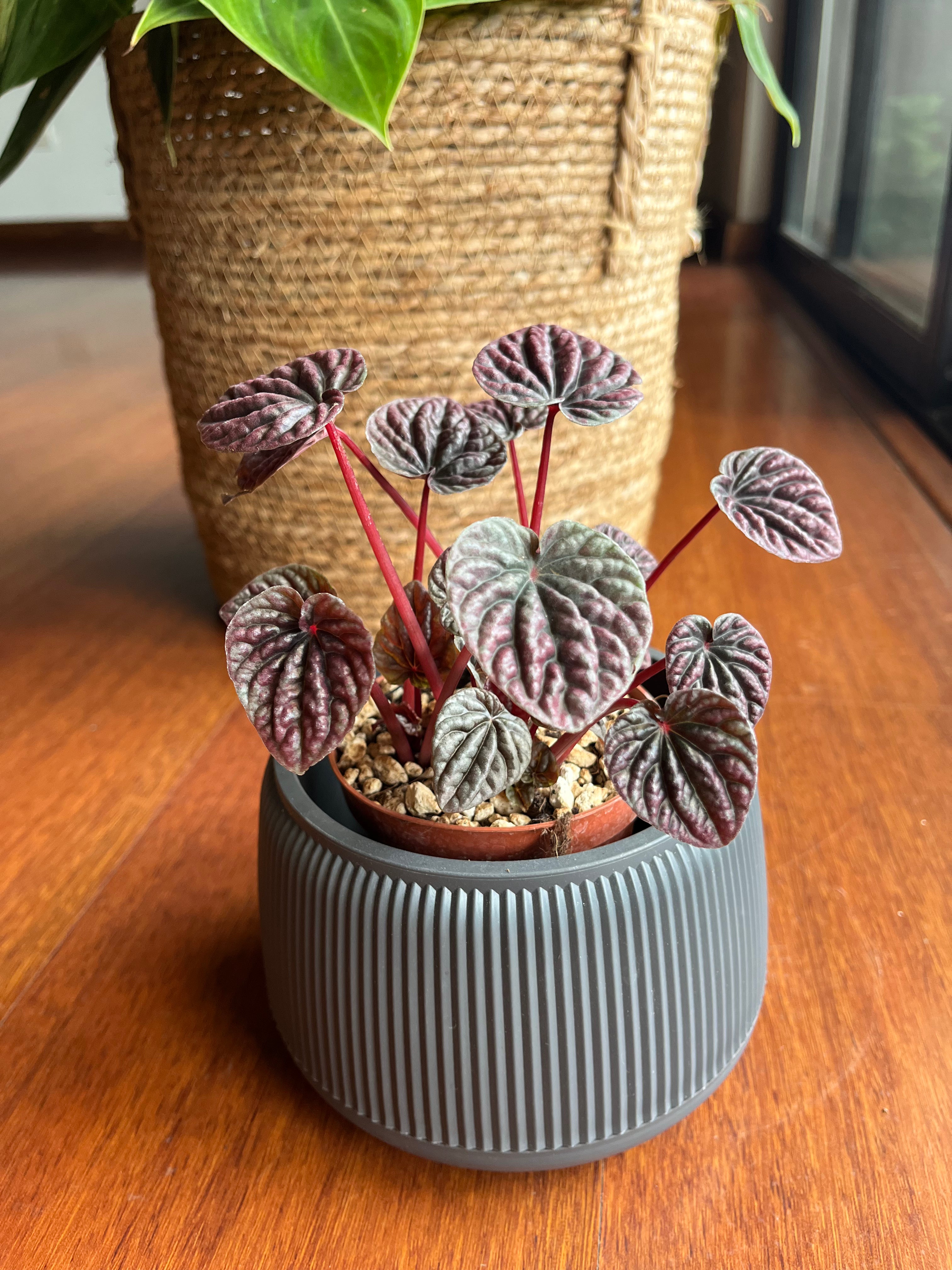 Peperomia Red Luna