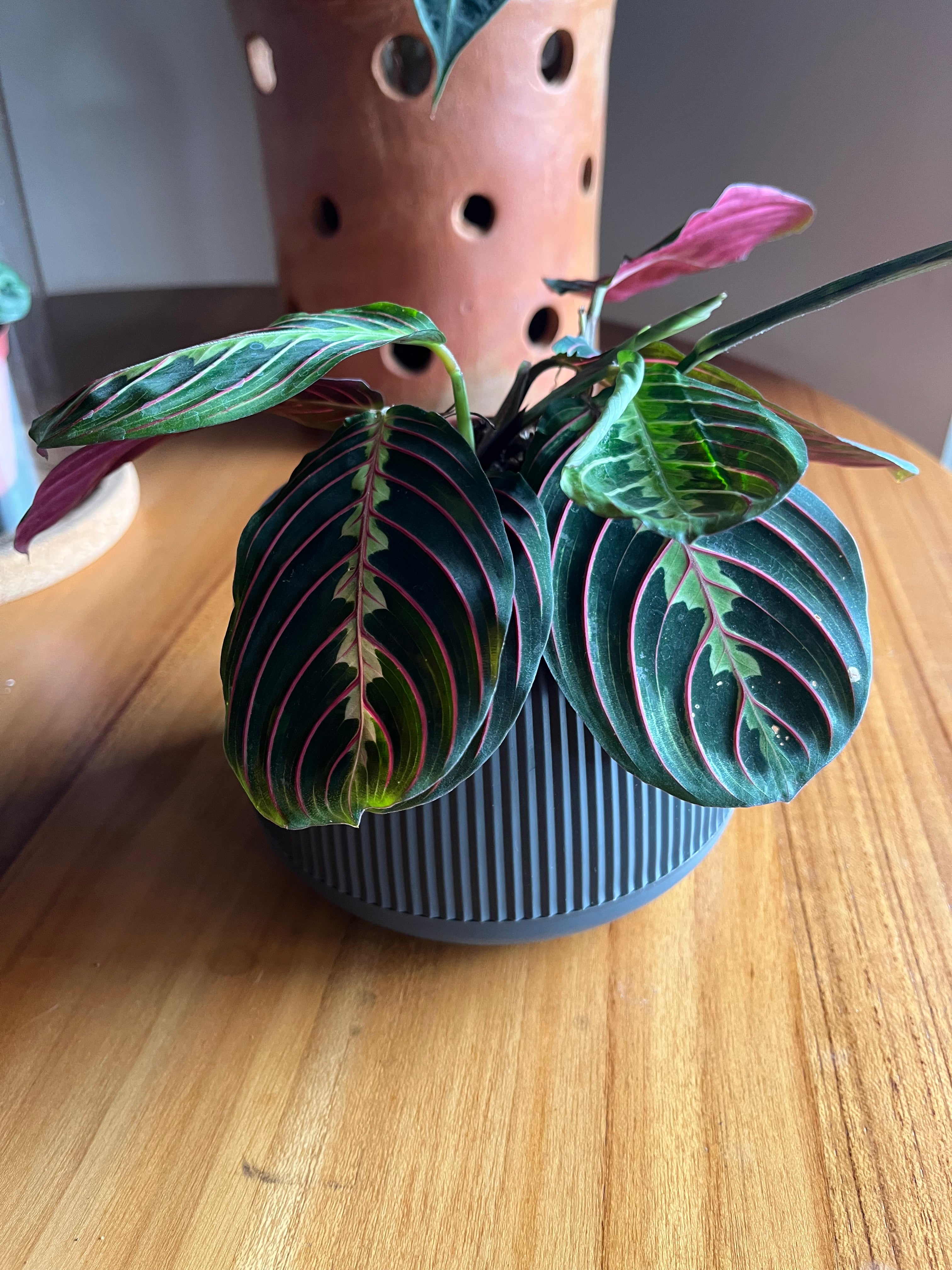 Maranta Red Stripe