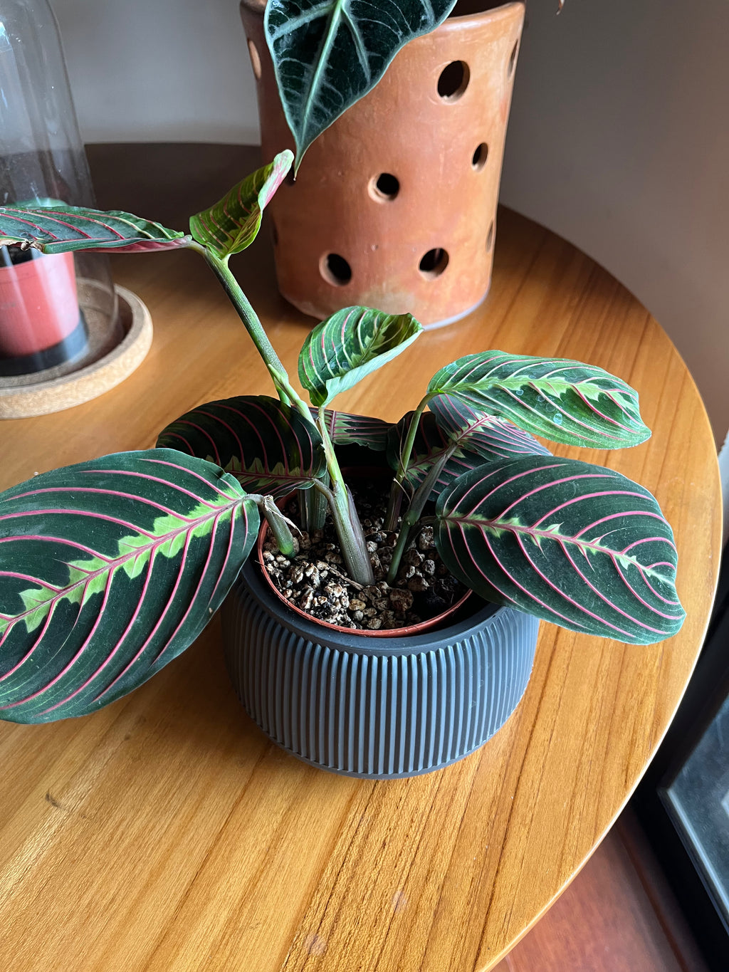 Maranta Red Stripe