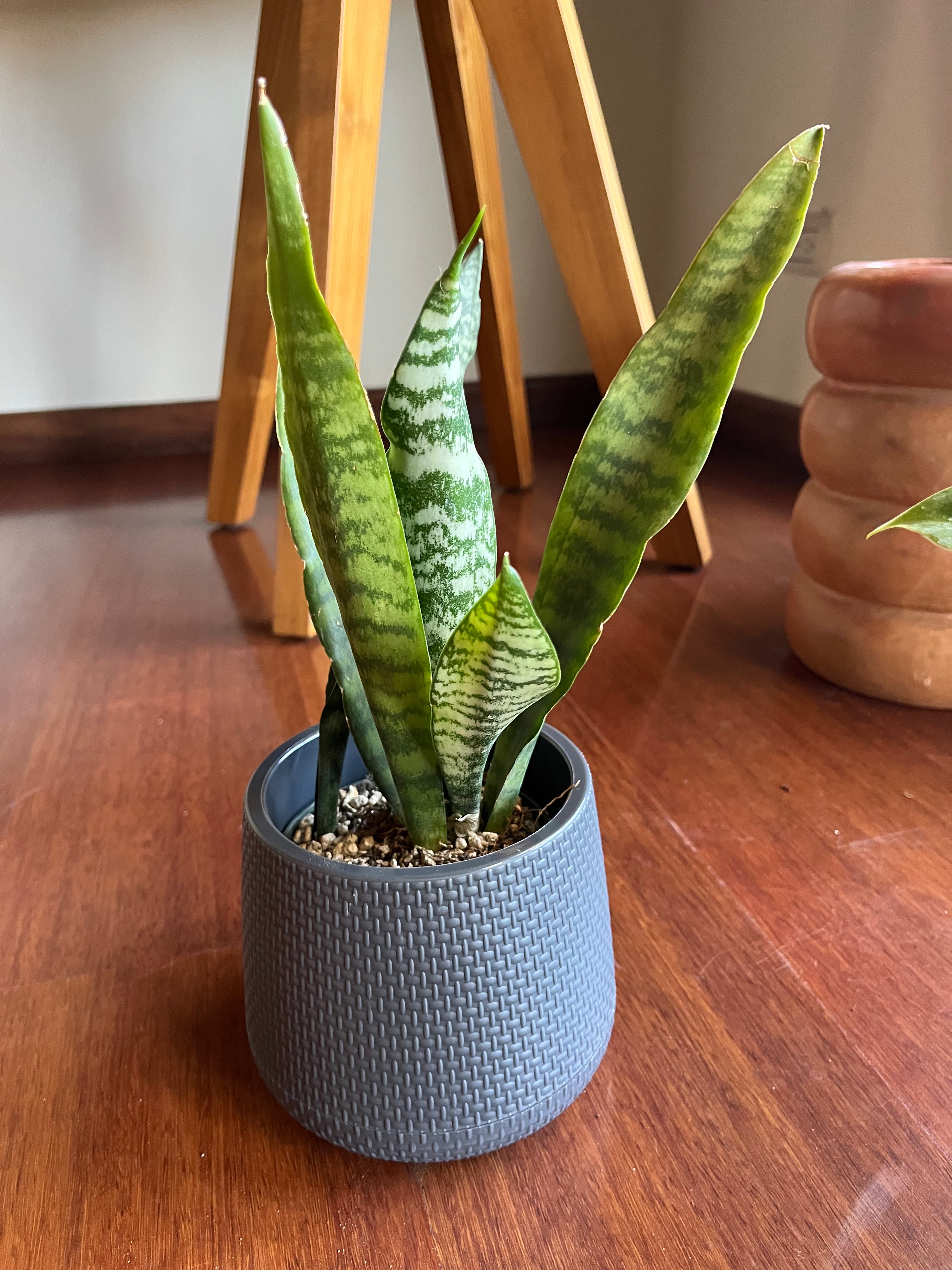Sansevieria trifasciata