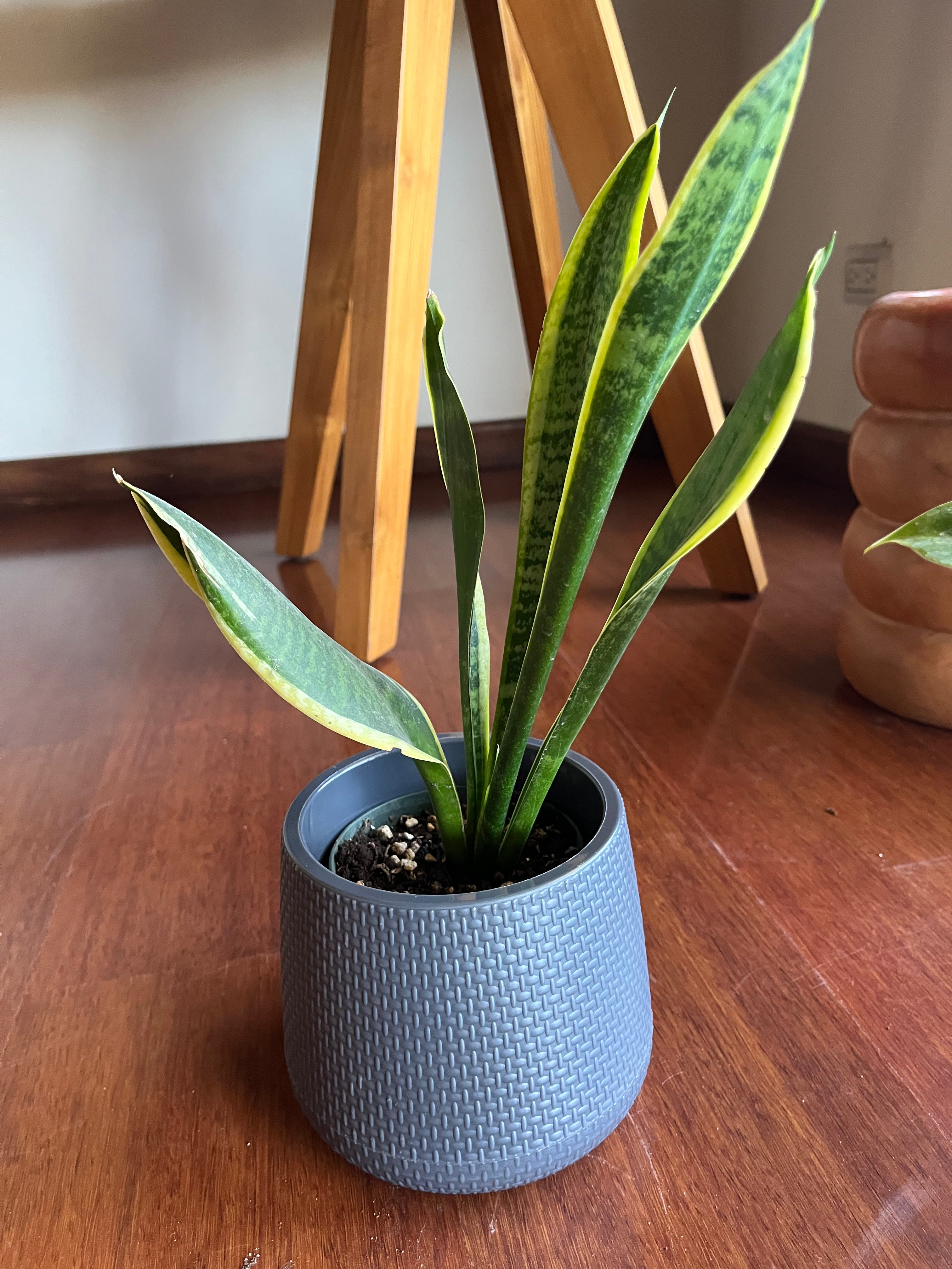 Sansevieria laurentii