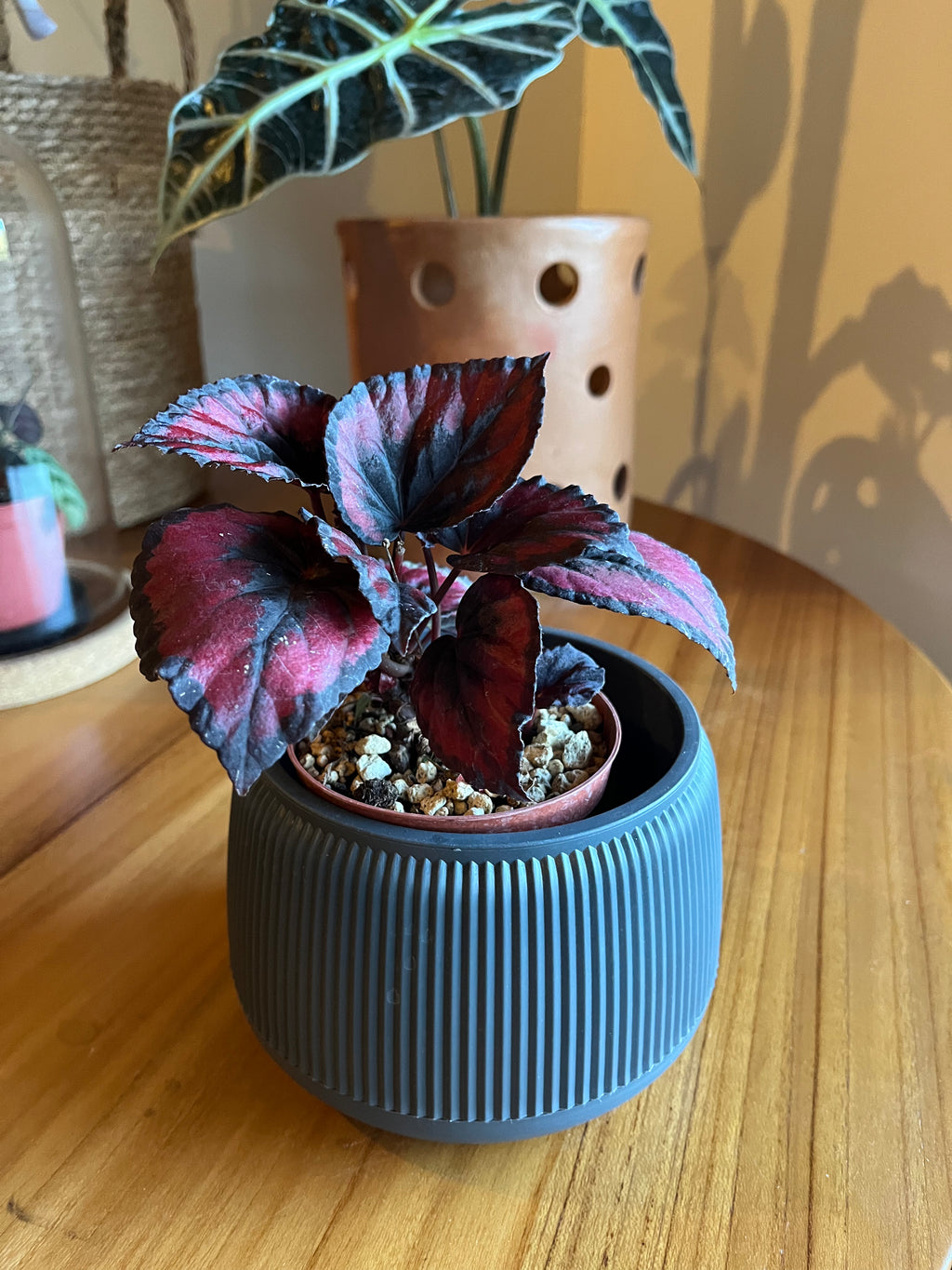 Begonia Red Kiss