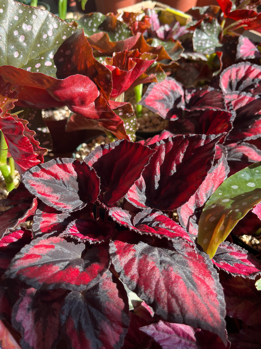 Begonia Red Kiss