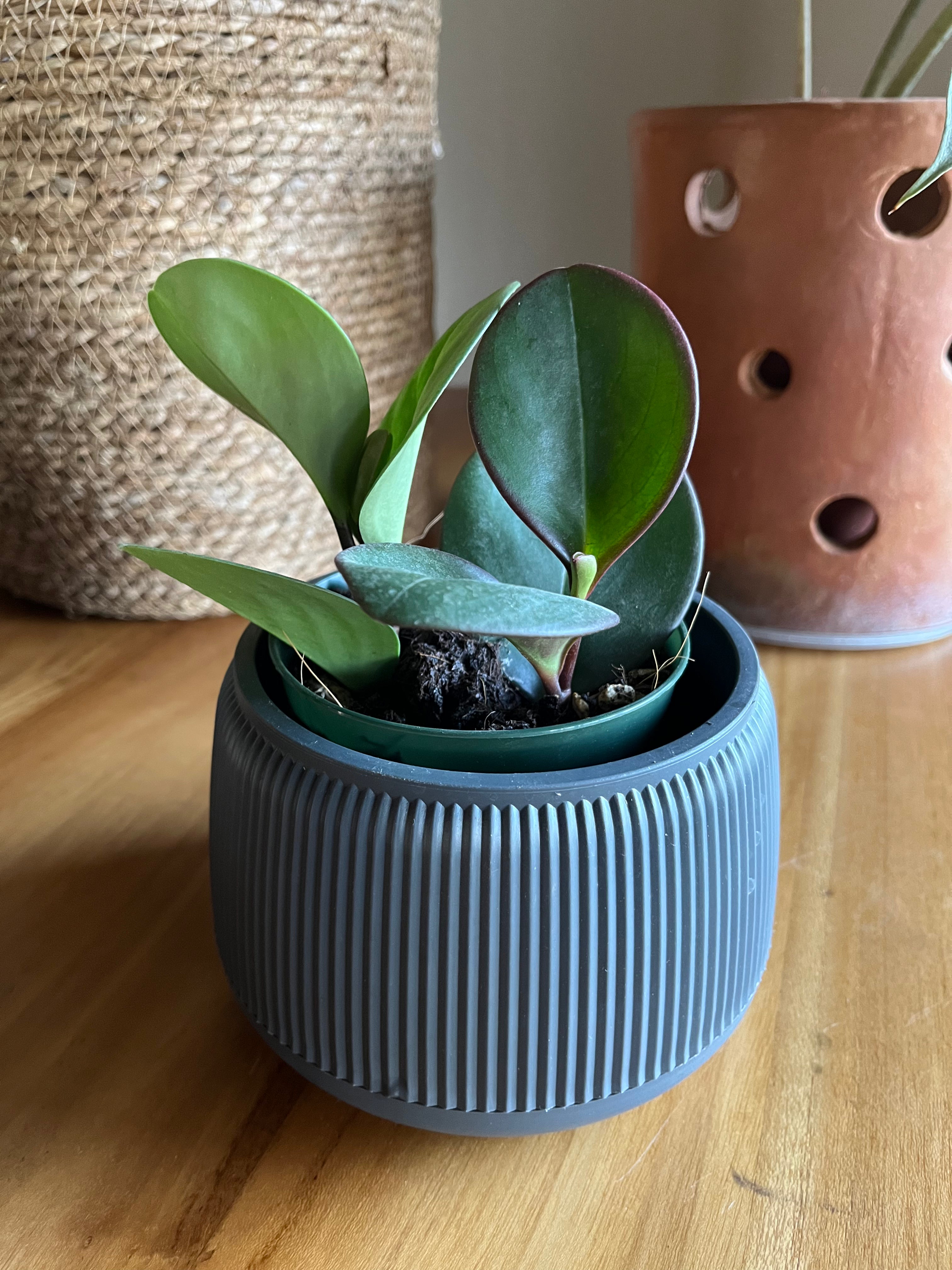 Peperomia obtusifolia