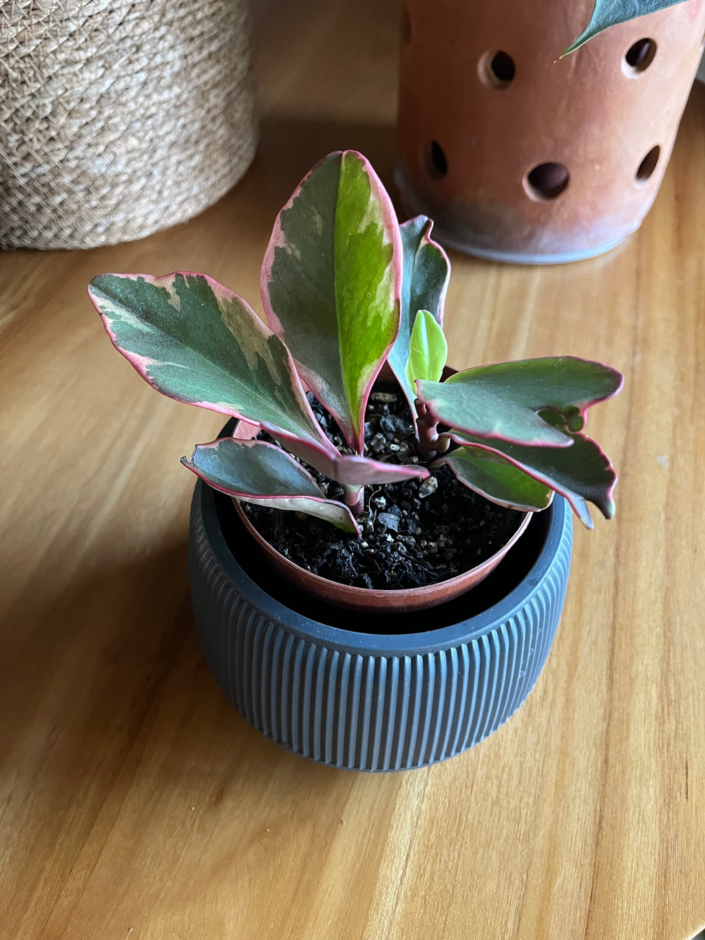 Peperomia Ginny