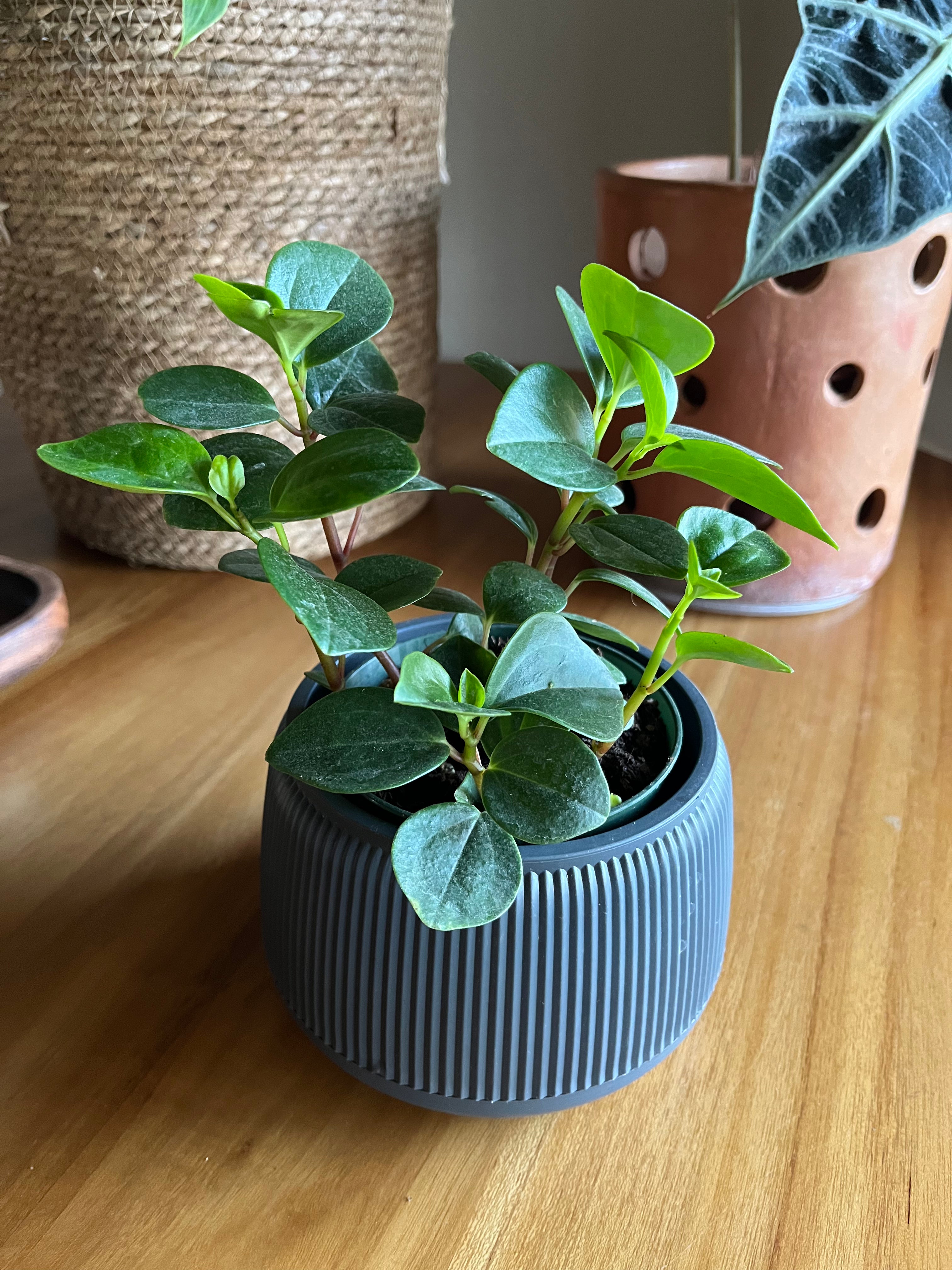 Peperomia rotundifolia